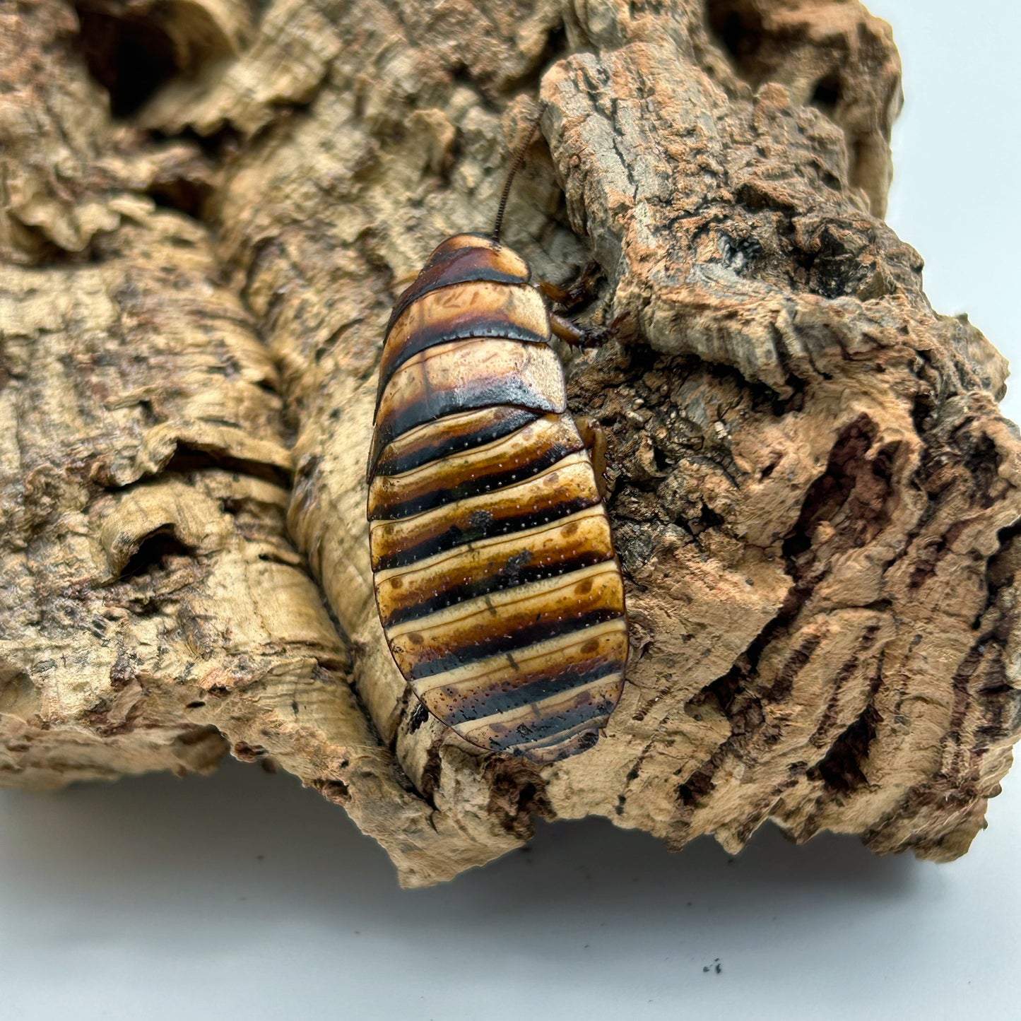 Halloween Hissing Cockroach