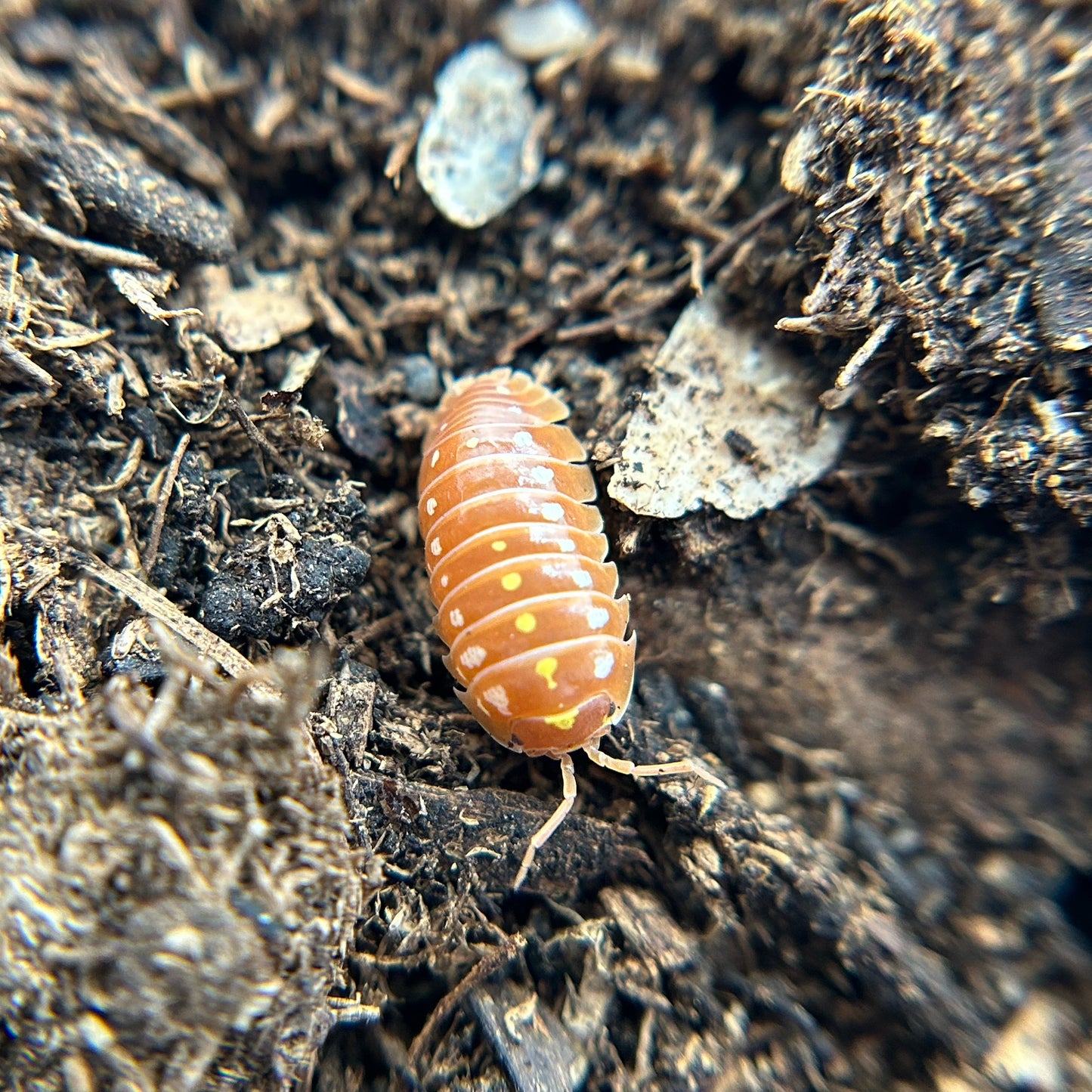 Armadillidium klugii montenegro (orange clown)