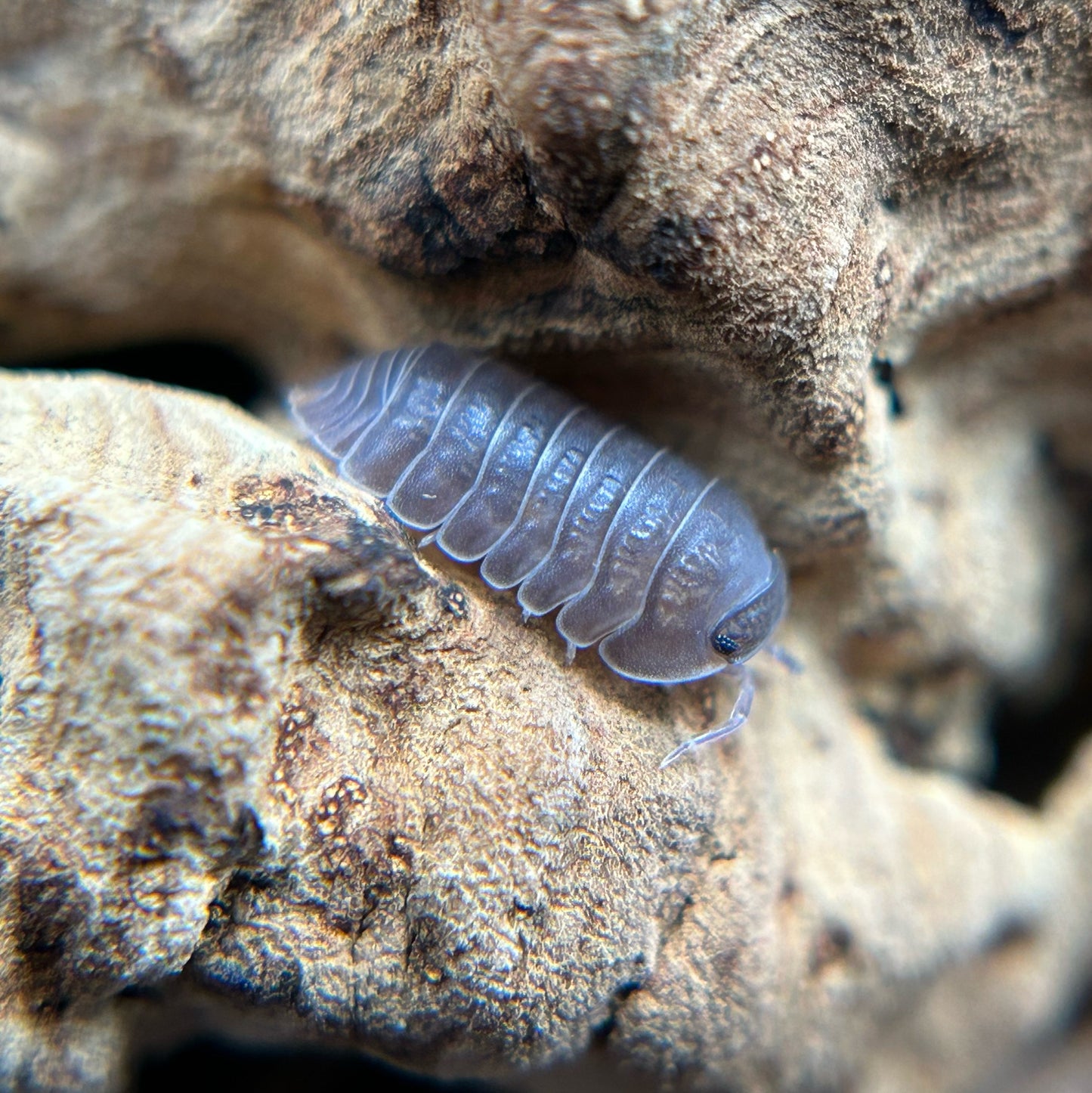 Cubaris murina borneo