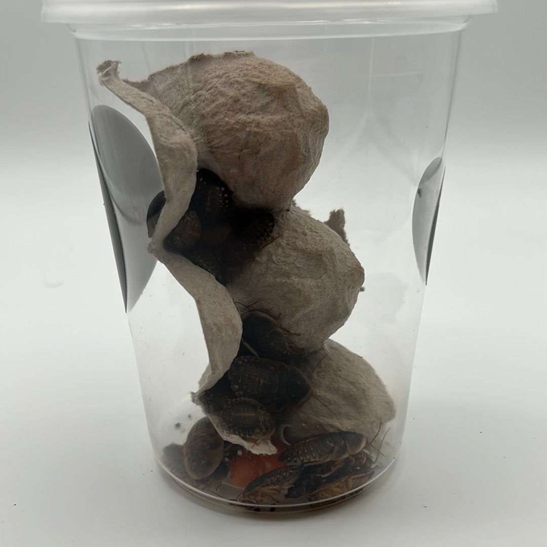 Large Dubia Roaches
