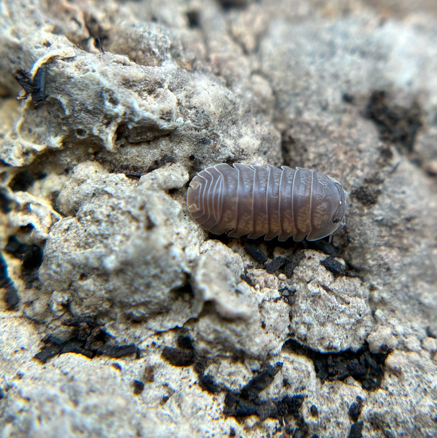 Cubaris murina