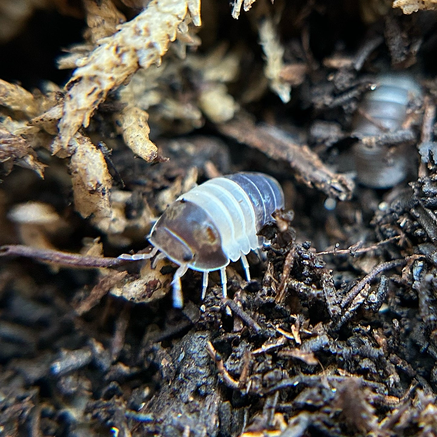 Cubaris sp. Panda King