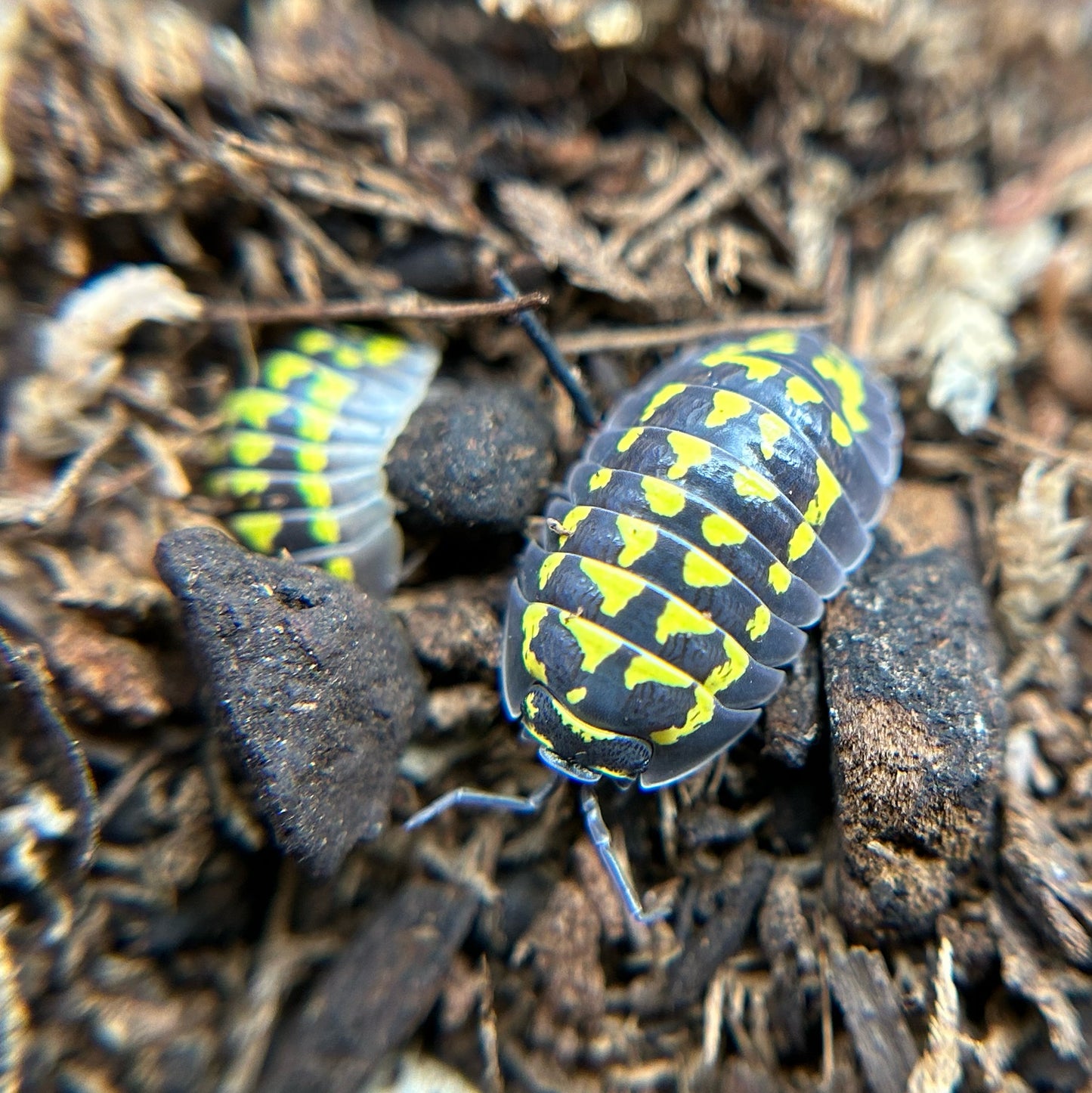 Armadillidium gestroi
