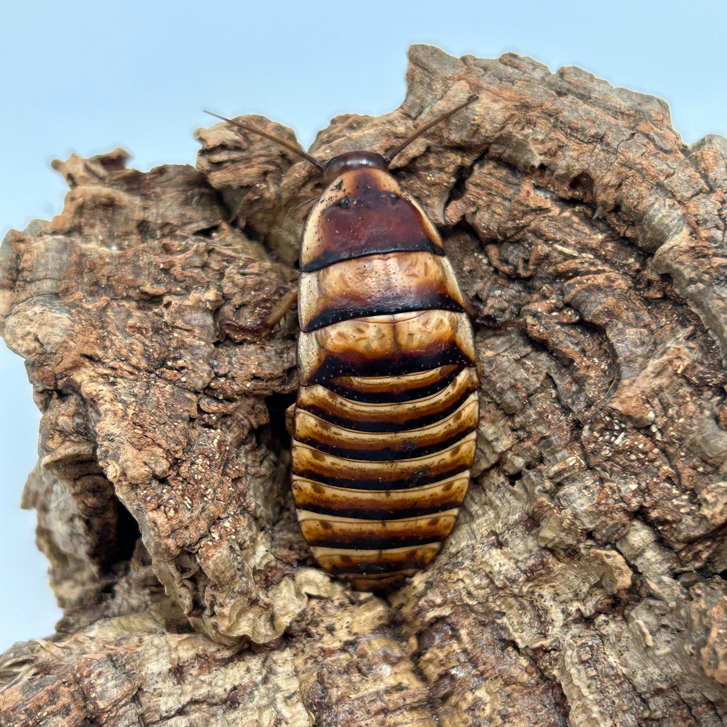 Halloween Hissing Cockroach