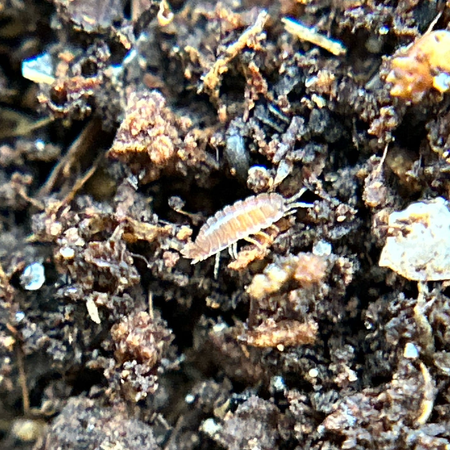 Trichoniscidae sp. dwarf purple