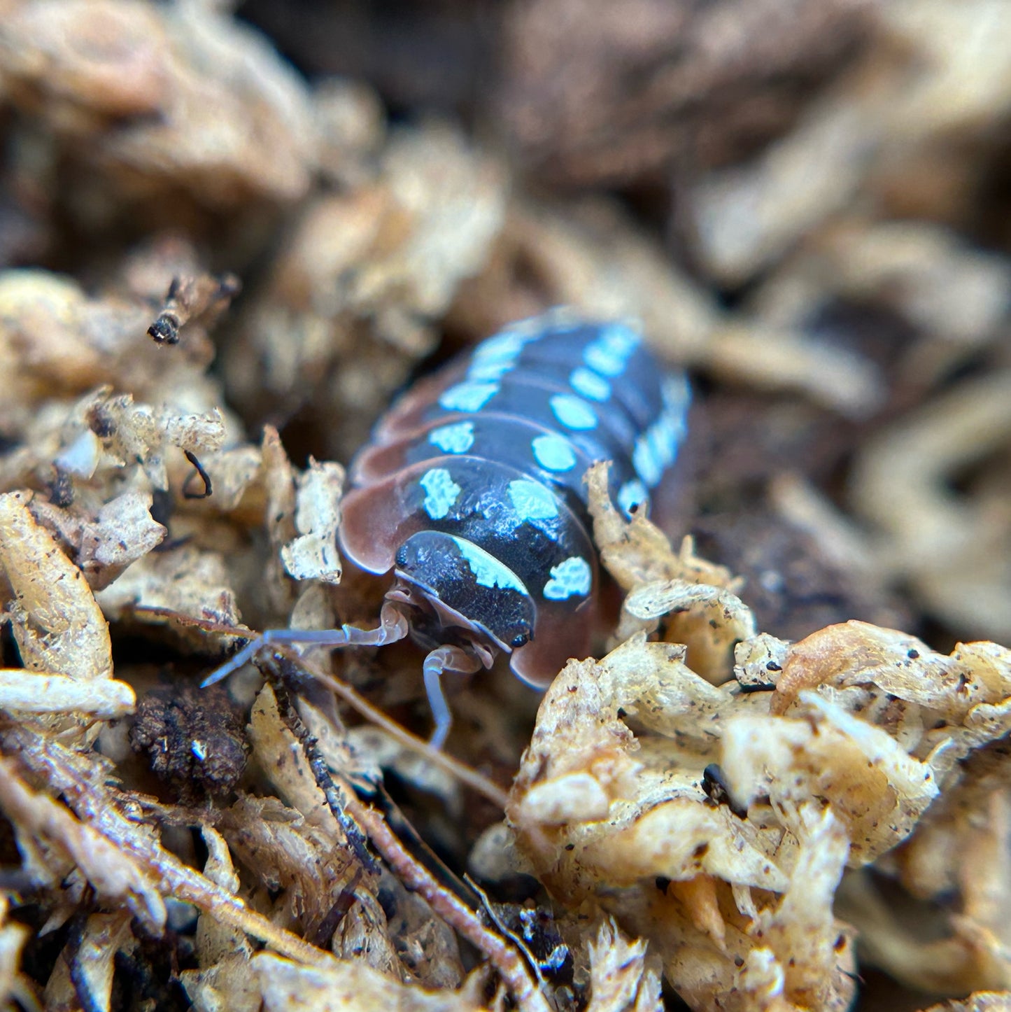 Armadillidium klugii (dubrovnik)
