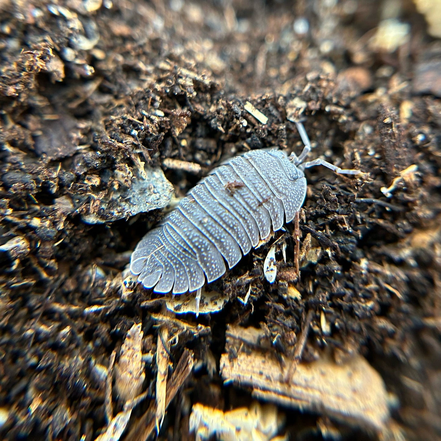 Armadillidium peraccae