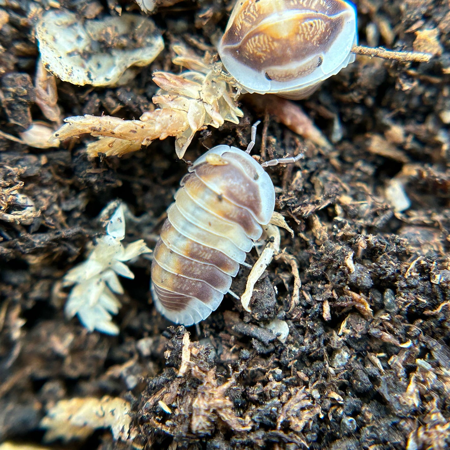 Cubaris sp. cappuccino