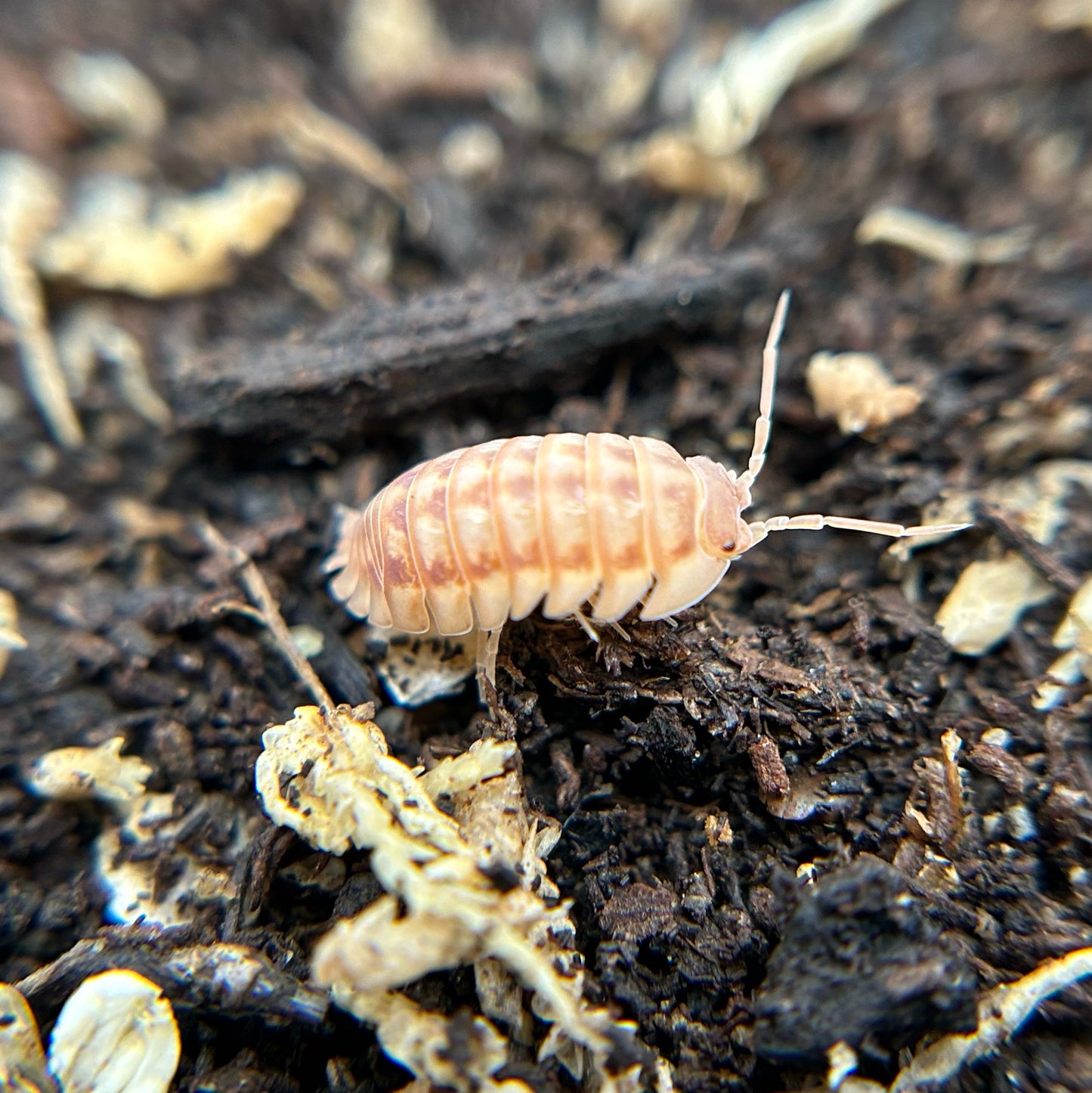 Armadillidium nasatum (peach)