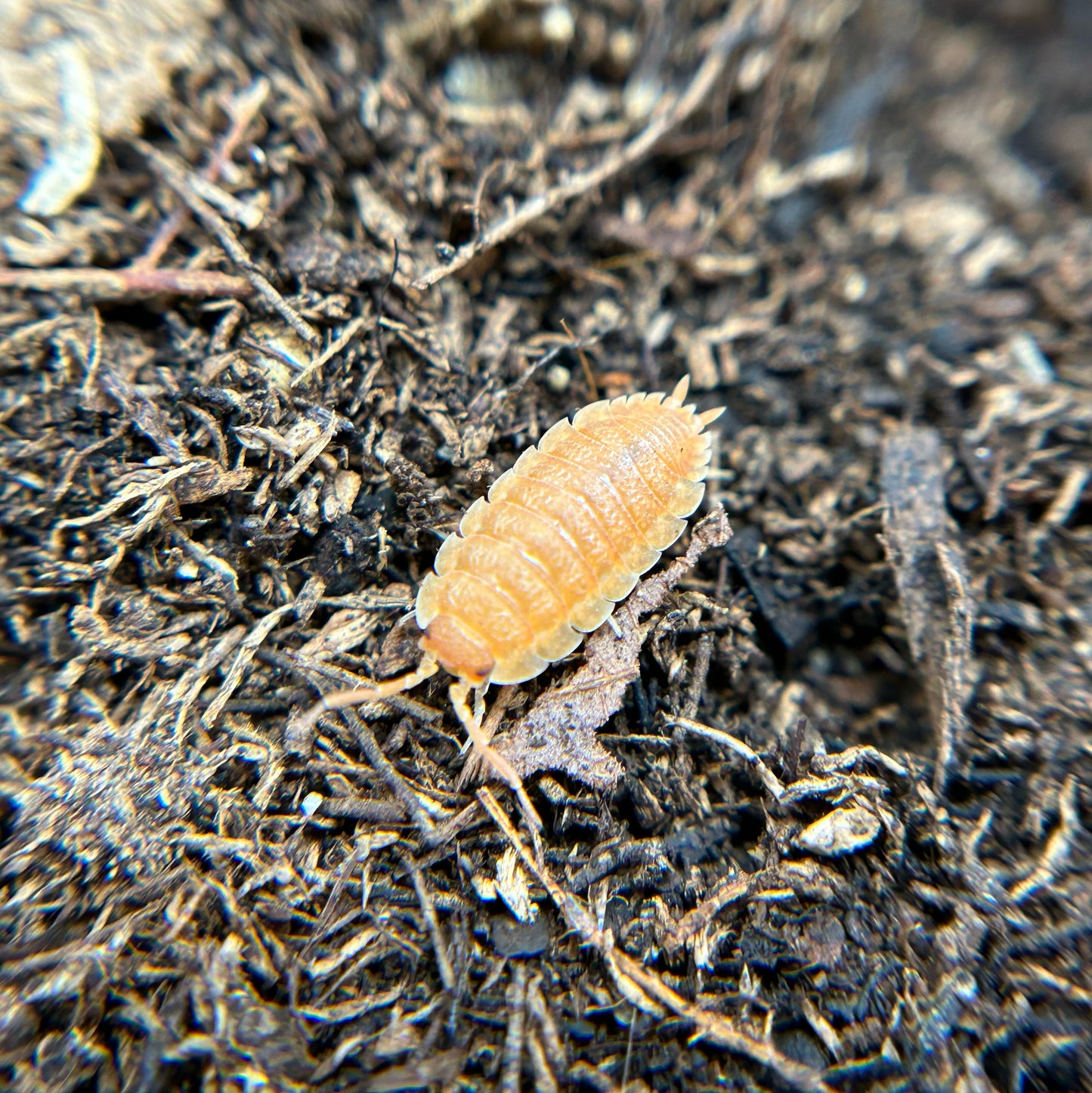 Porcellio scaber (orange)
