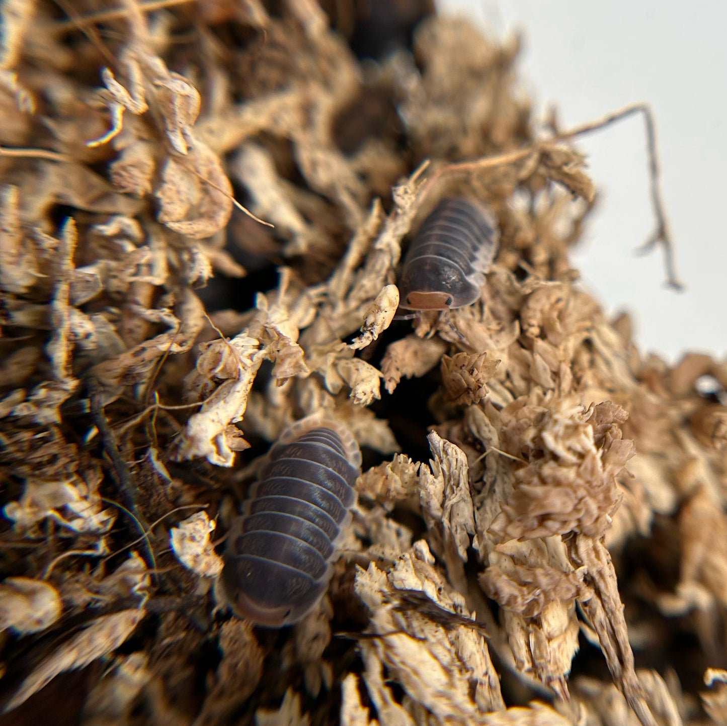 Cubaris sp. Pak Chong