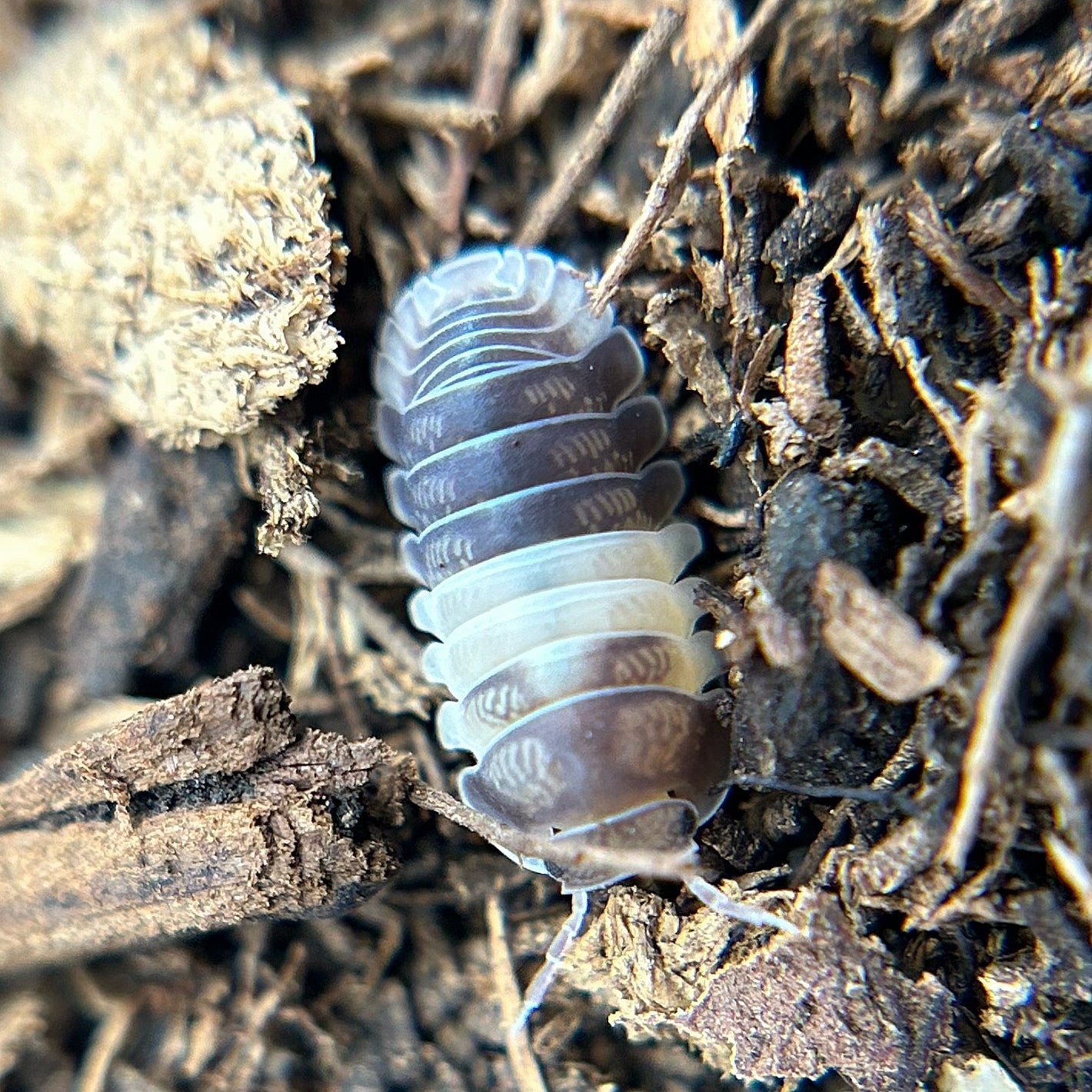 Cubaris sp. Panda King