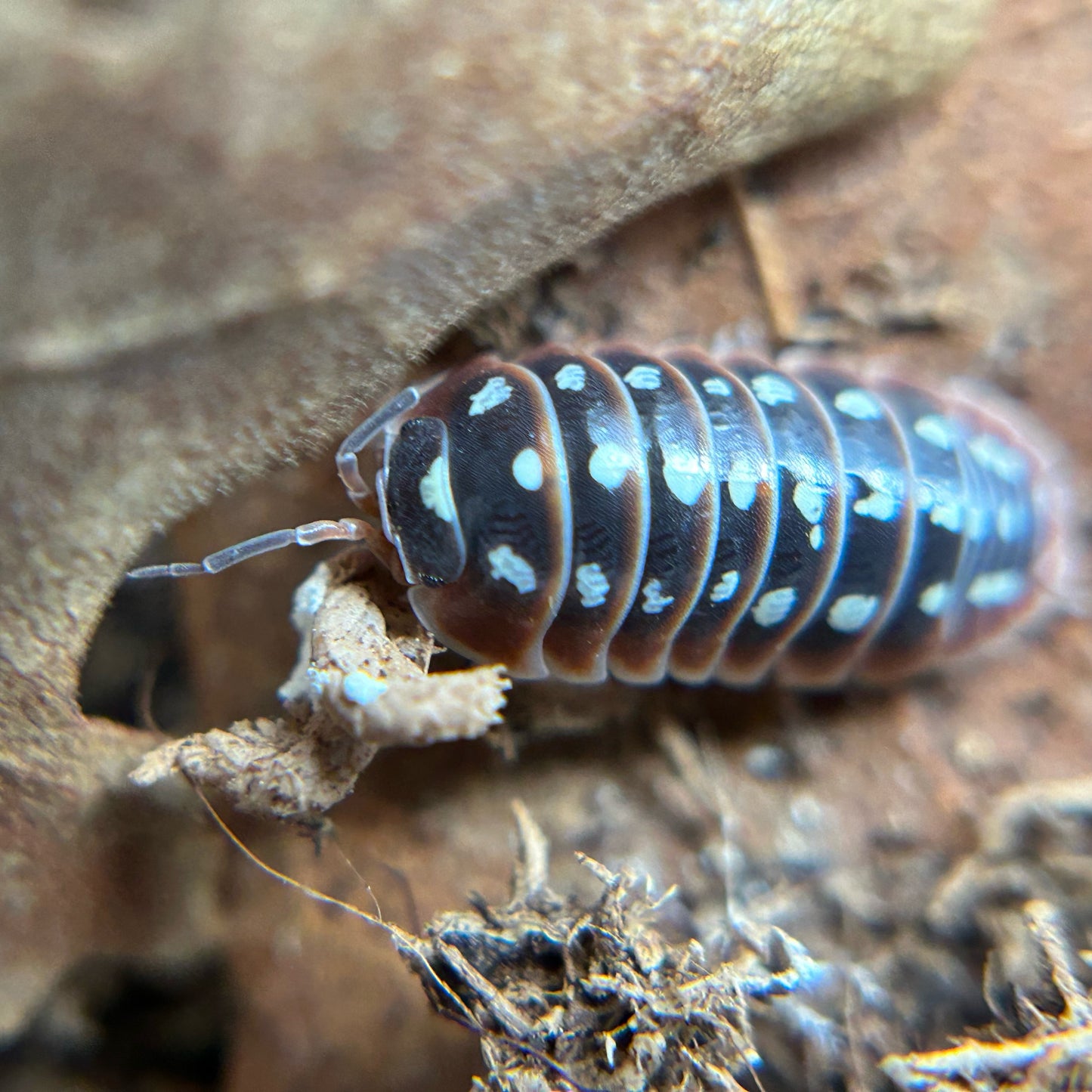 Armadillidium klugii (dubrovnik)