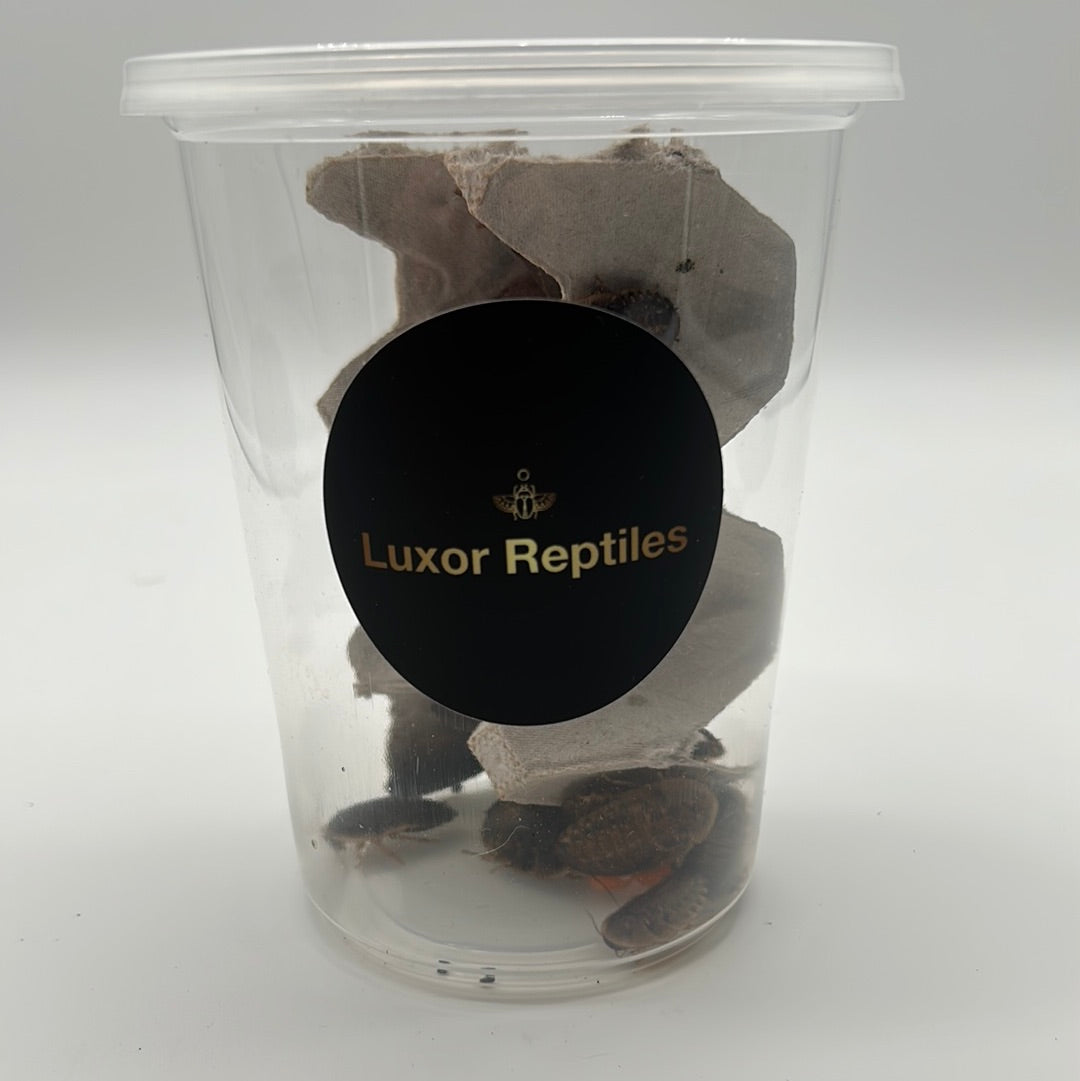 Large Dubia Roaches