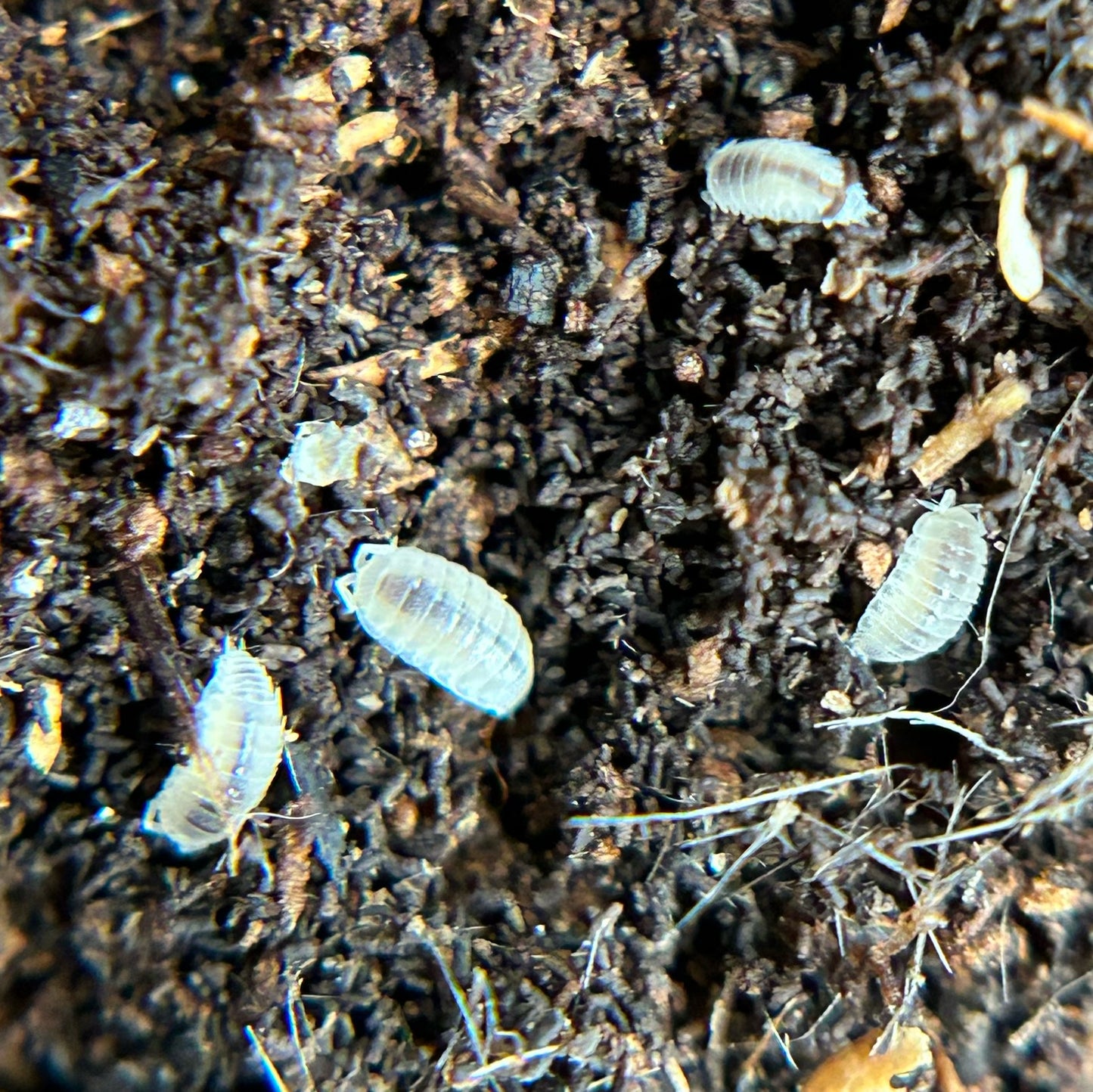 Trichorhina tomentosa (dwarf white)