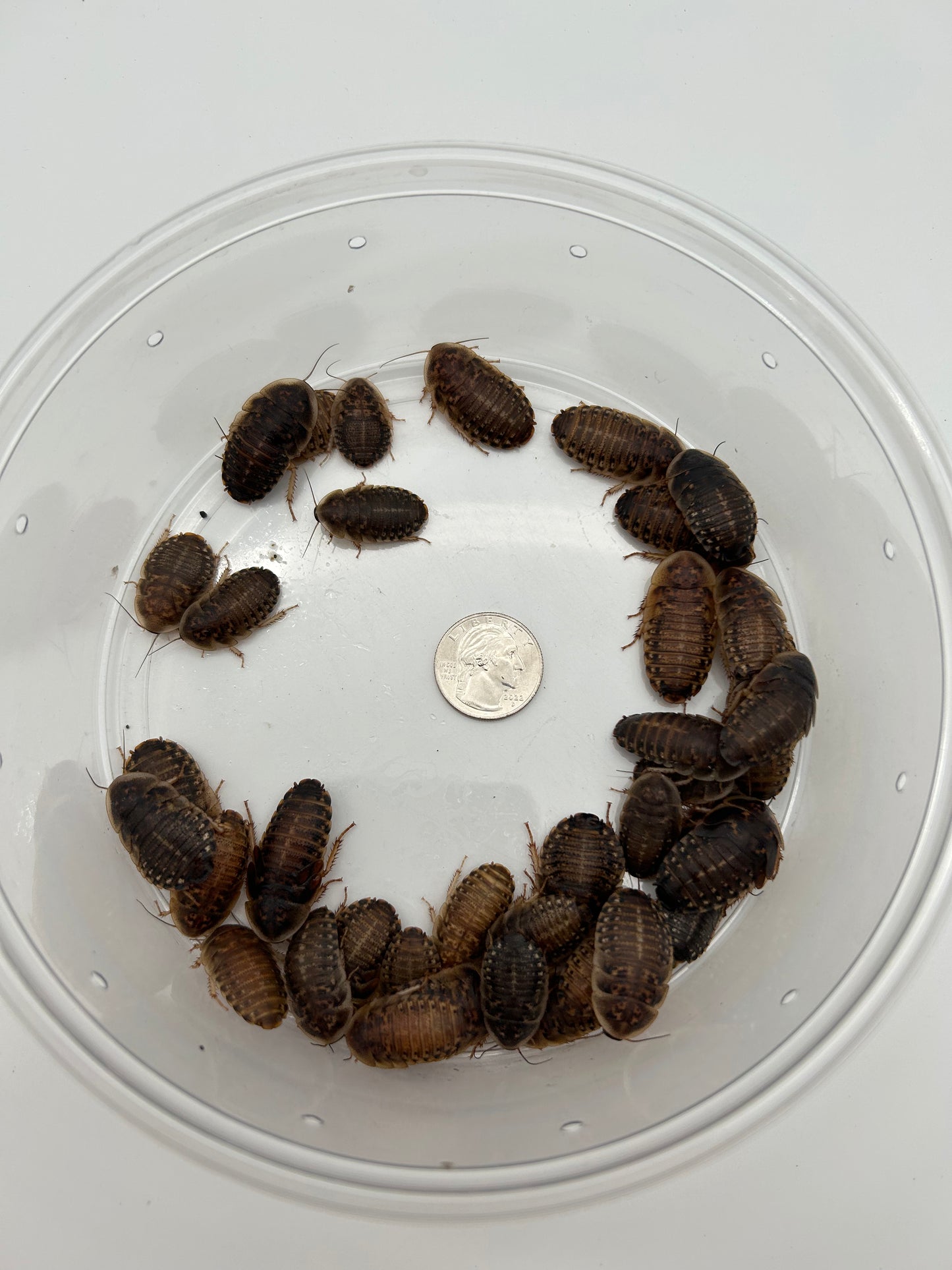 Large Dubia Roaches