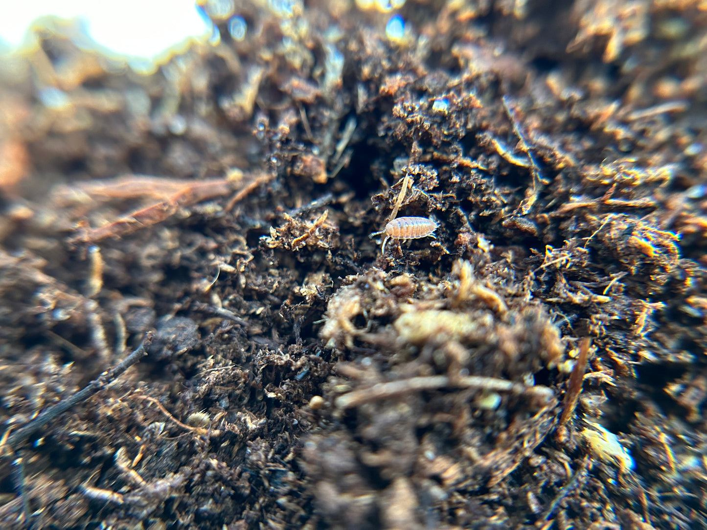 Trichoniscidae sp. dwarf purple