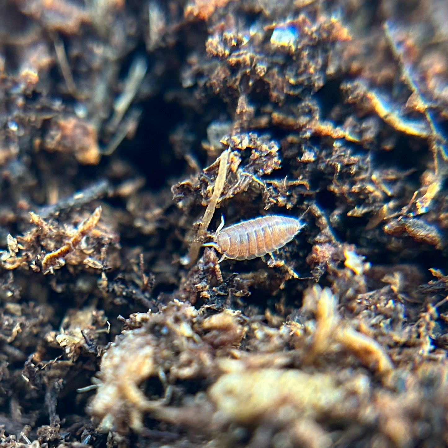 Trichoniscidae sp. dwarf purple