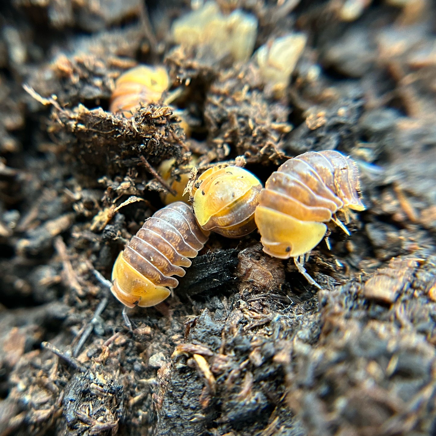 Cubaris sp. Rubber Ducky