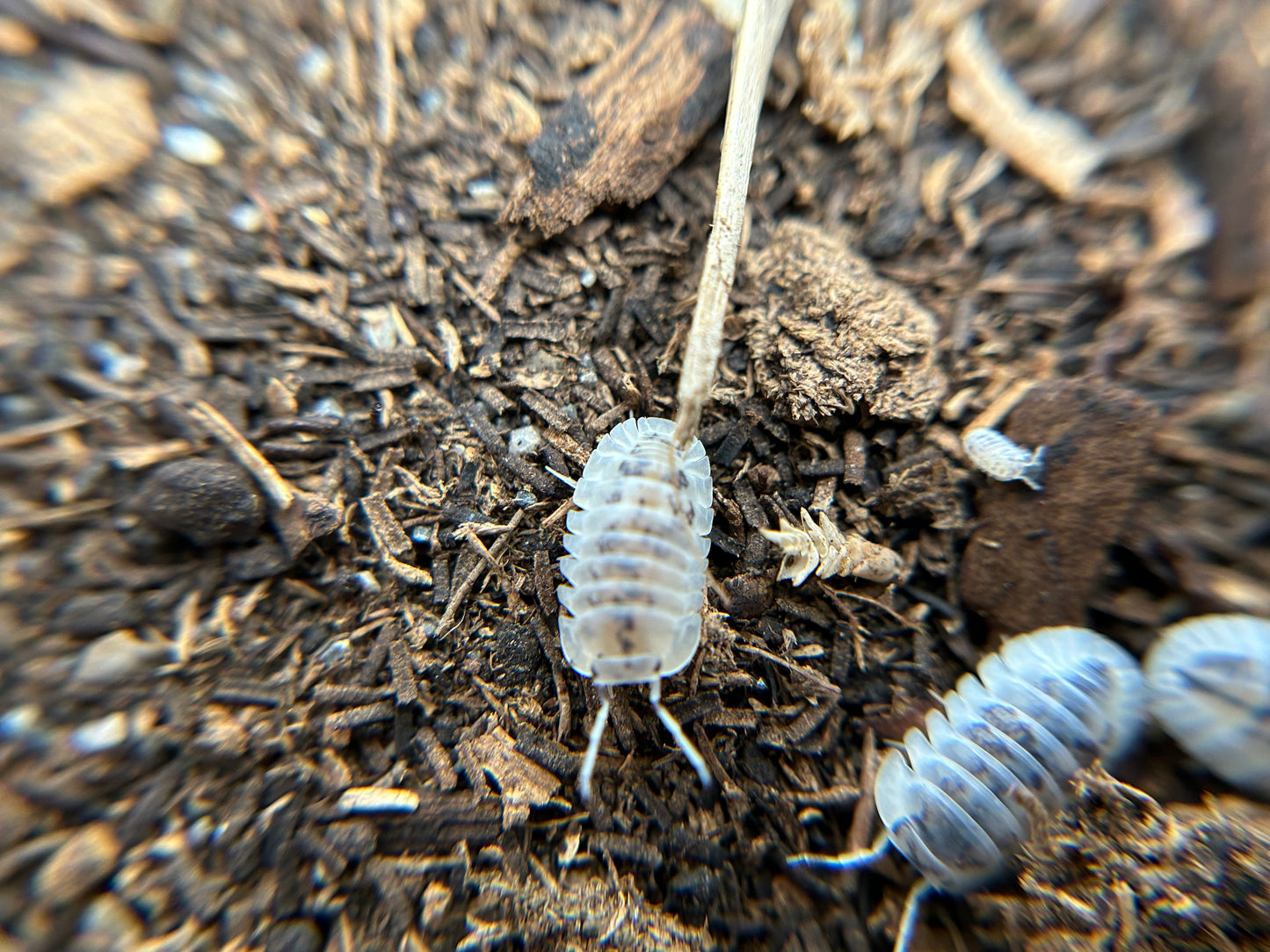 Nesodillo sp. Shiro Utsuri