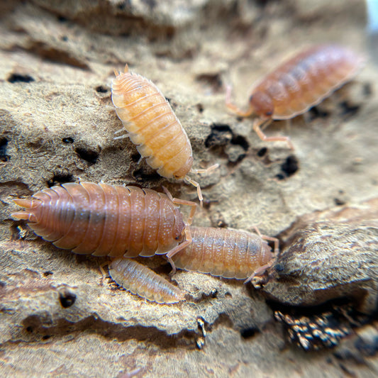 Porcellio scaber (orange)