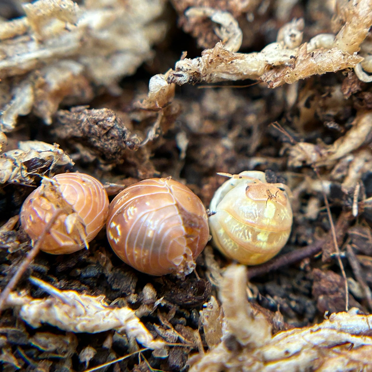 Armadillidium vulgare (orange vigor)