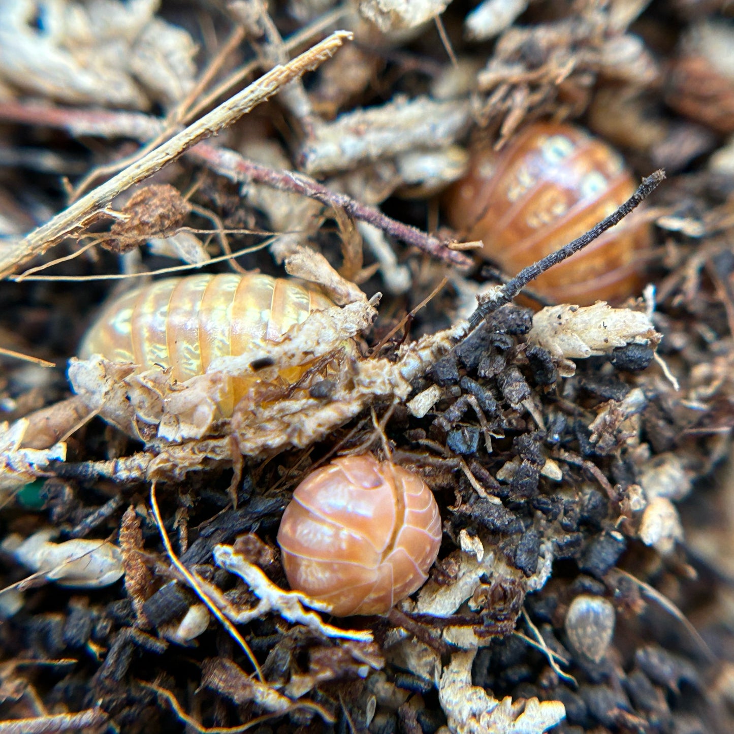 Armadillidium vulgare (orange vigor)