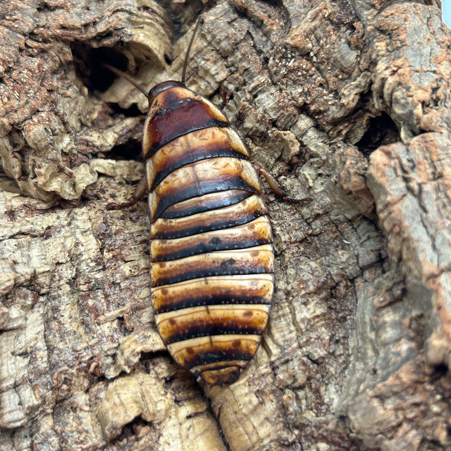 Halloween Hissing Cockroach