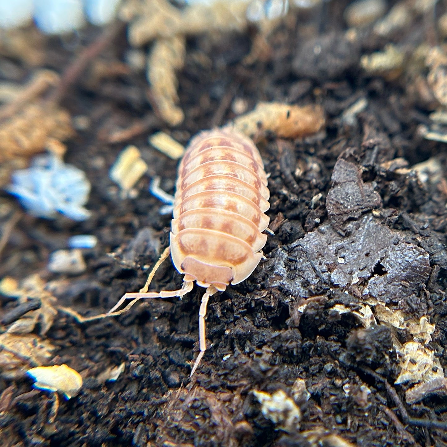 Armadillidium nasatum (peach)
