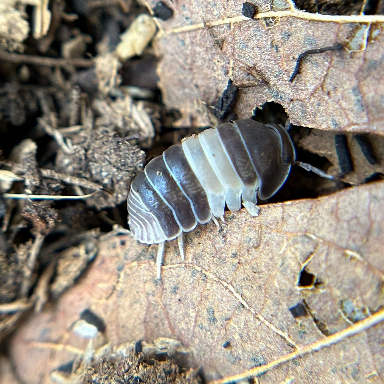 Cubaris sp. Panda King