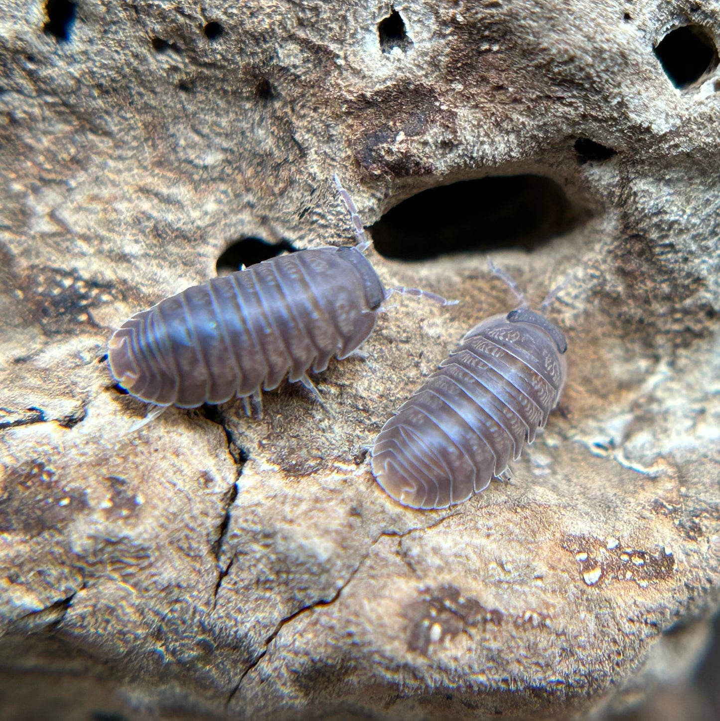 Cubaris murina