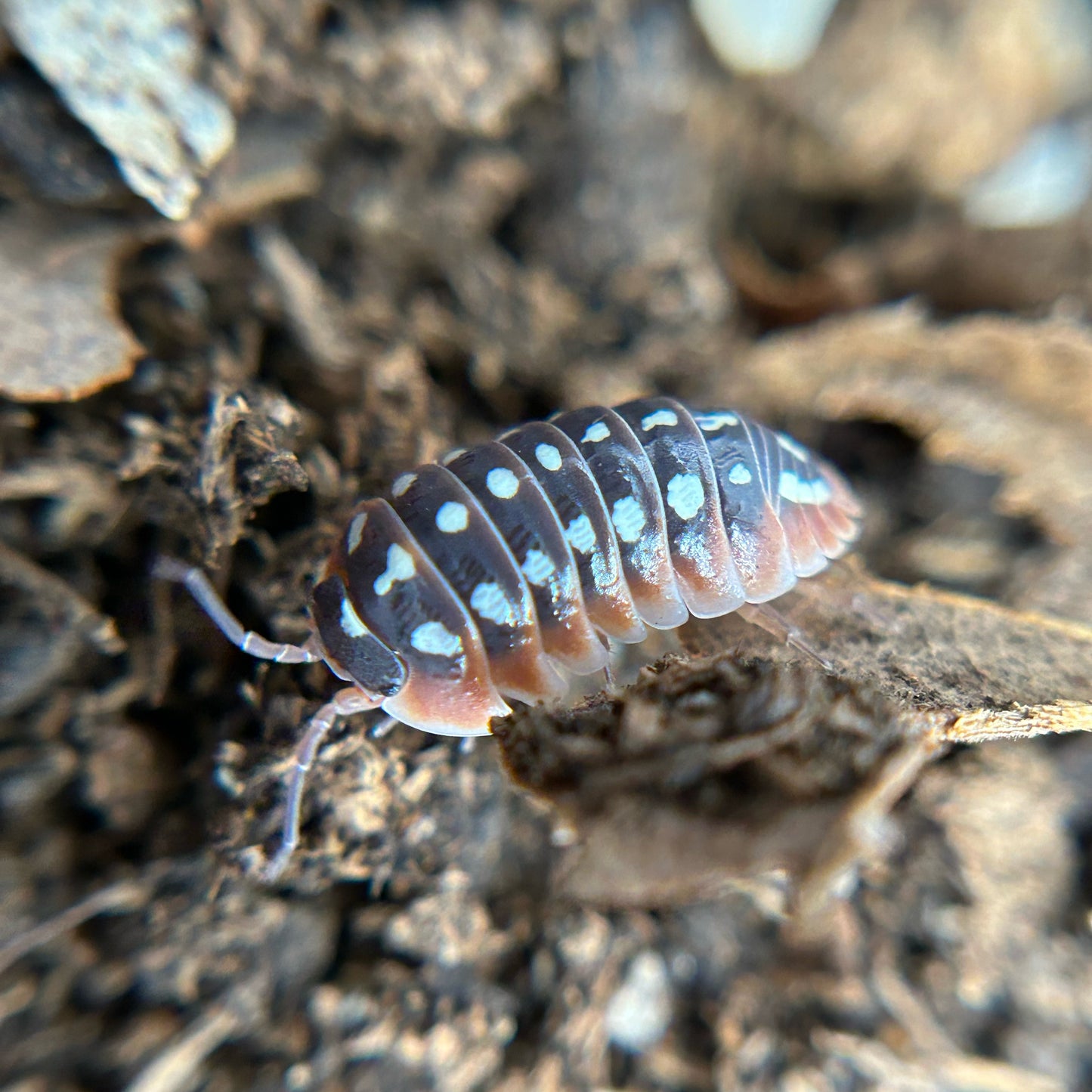 Armadillidium klugii (dubrovnik)