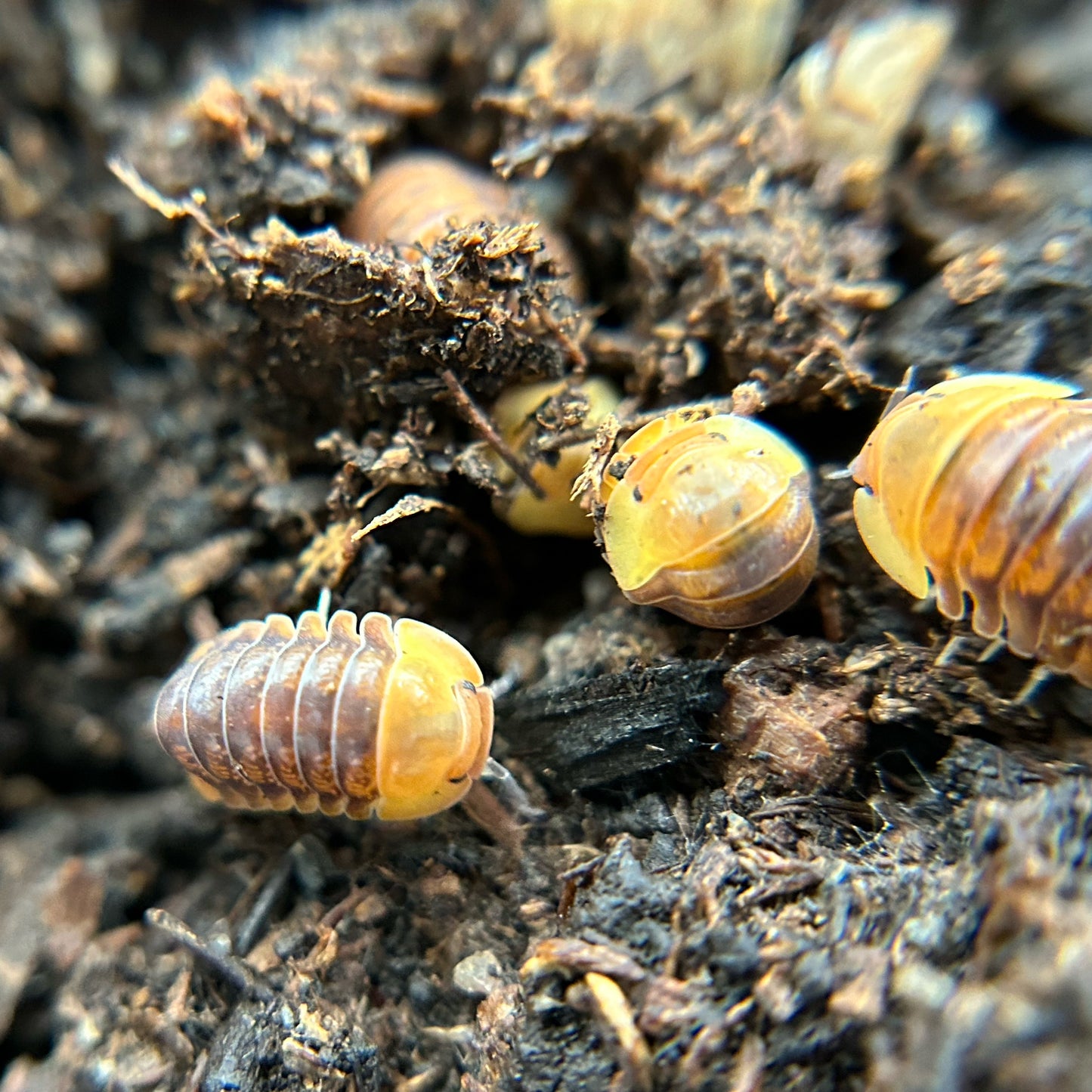 Cubaris sp. Rubber Ducky