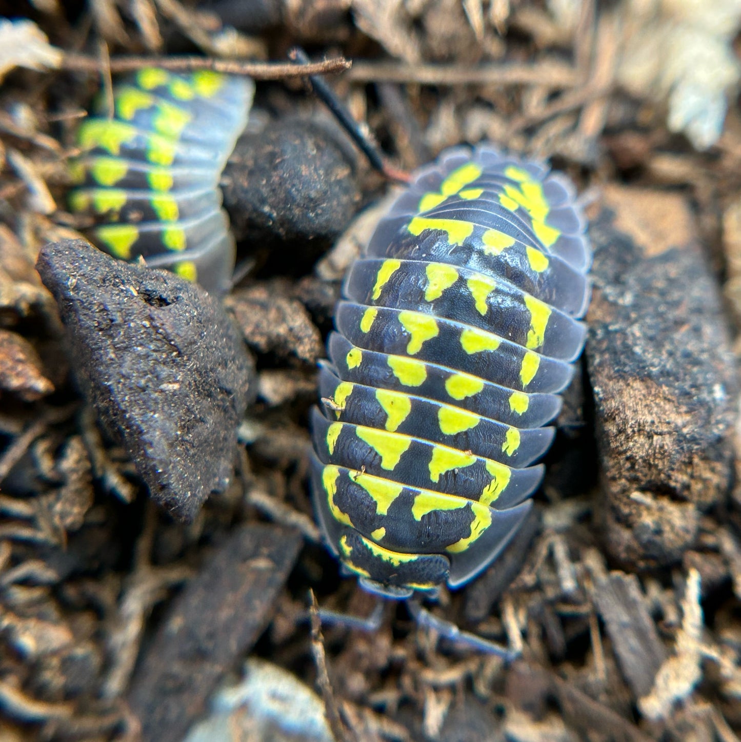 Armadillidium gestroi