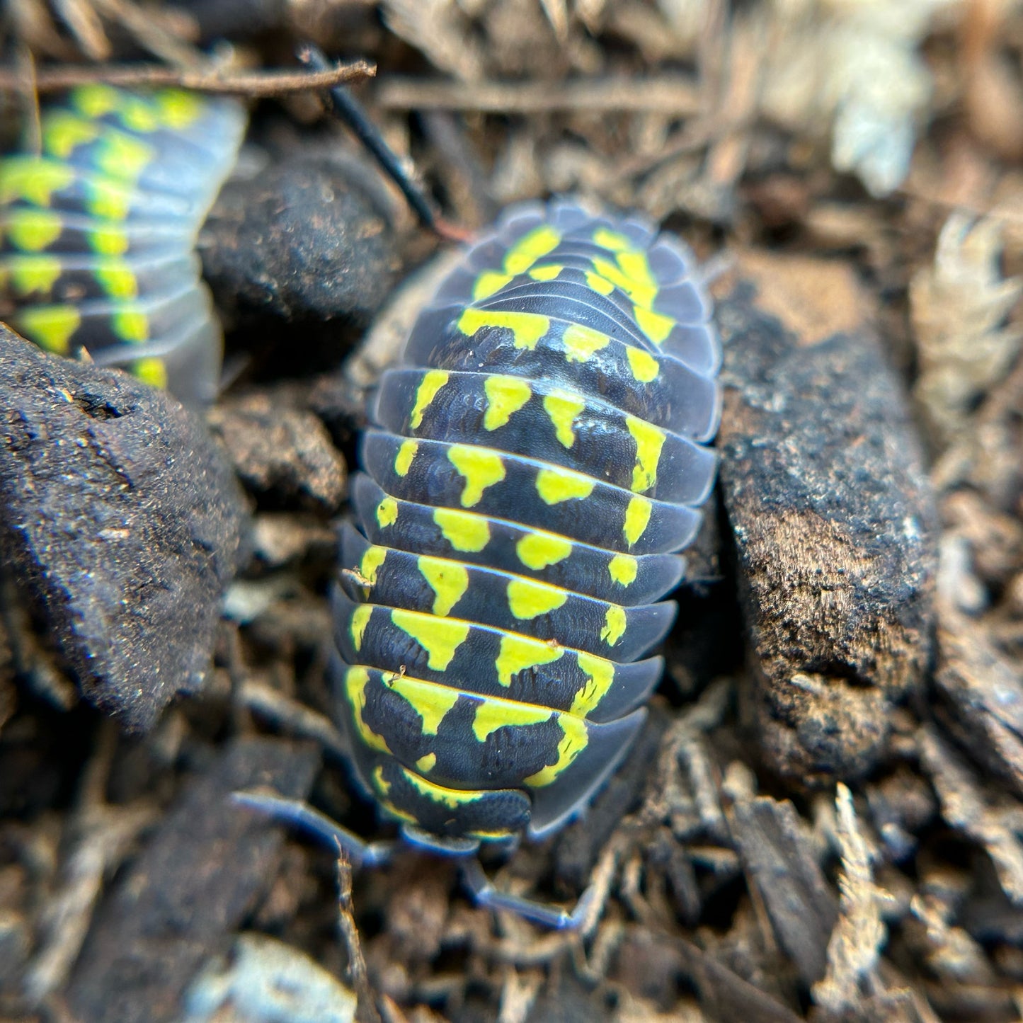 Armadillidium gestroi