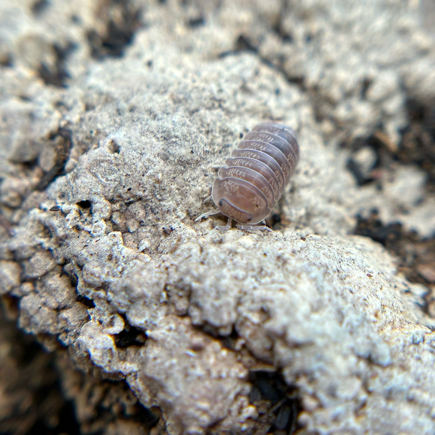 Cubaris murina