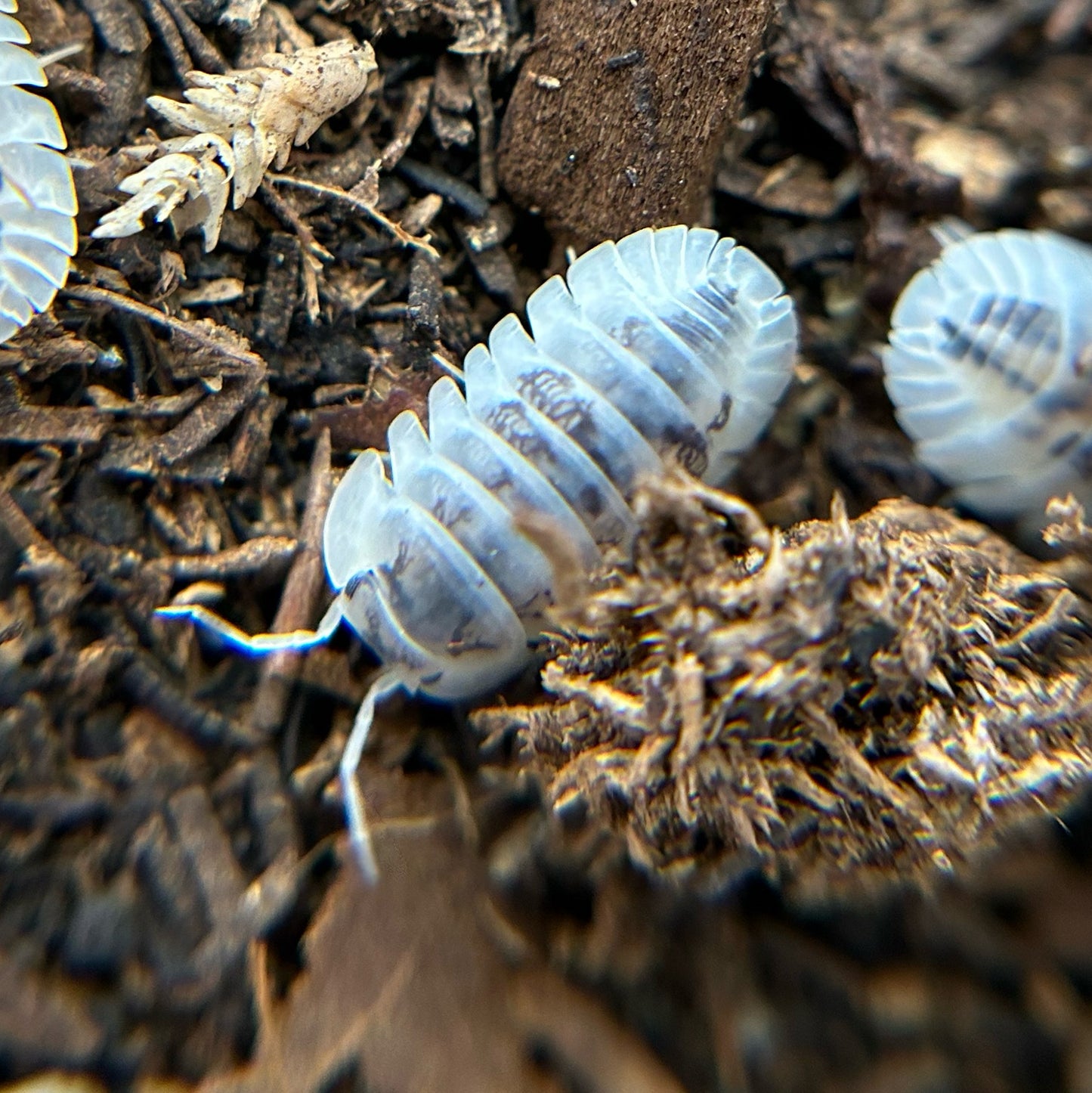 Nesodillo sp. Shiro Utsuri