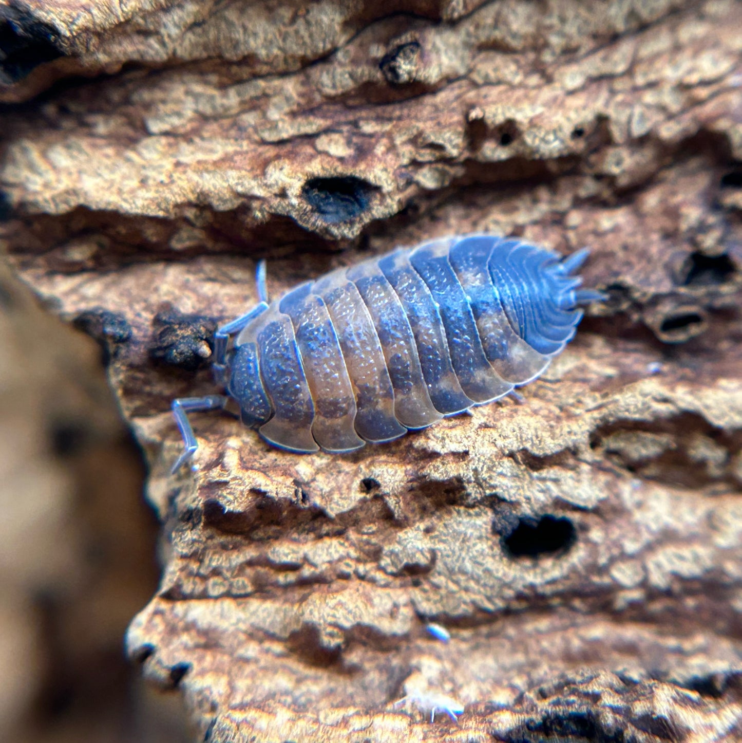 Porcellio scaber (lava)