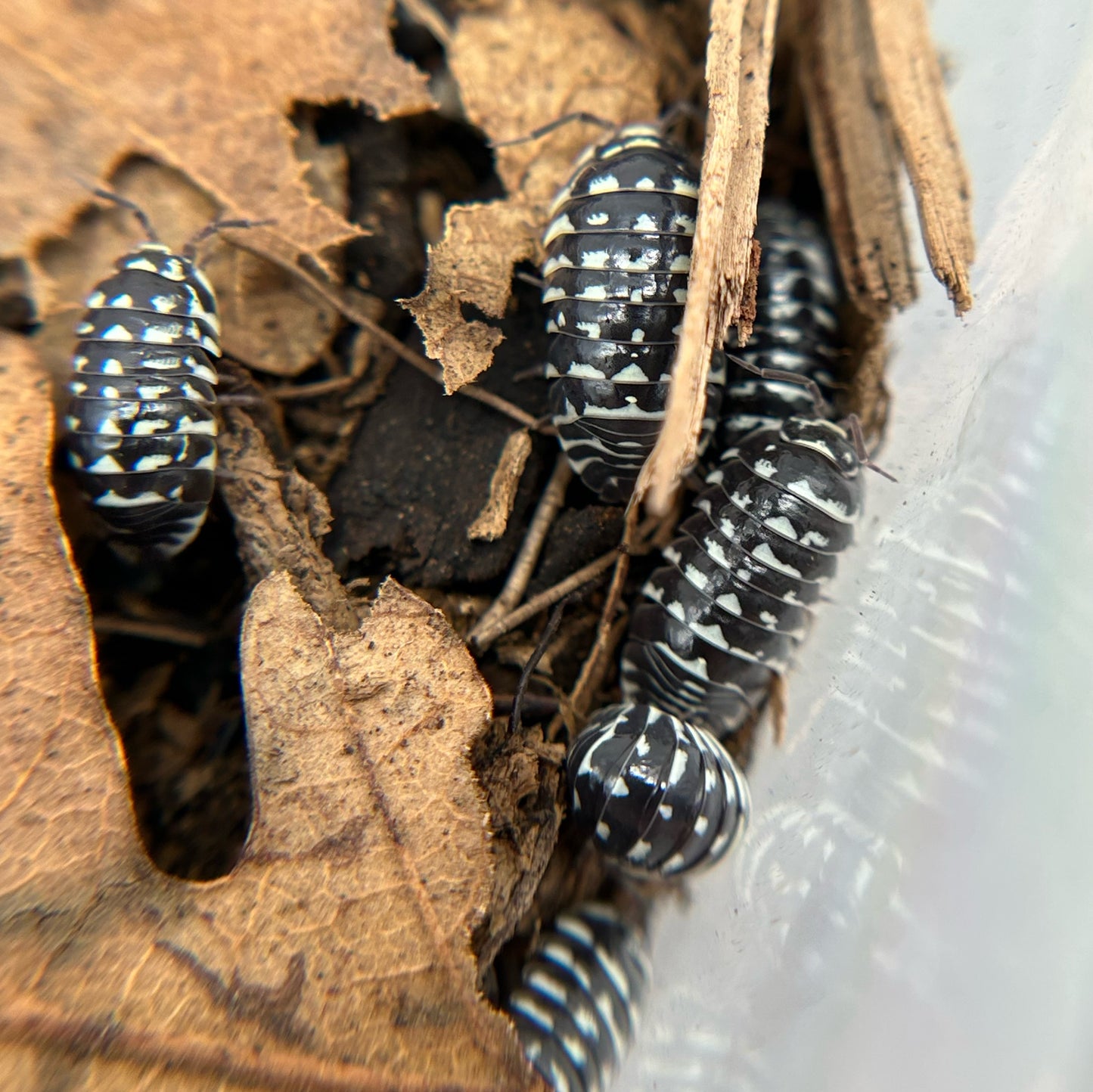 Armadillidium maculatum (spotted)