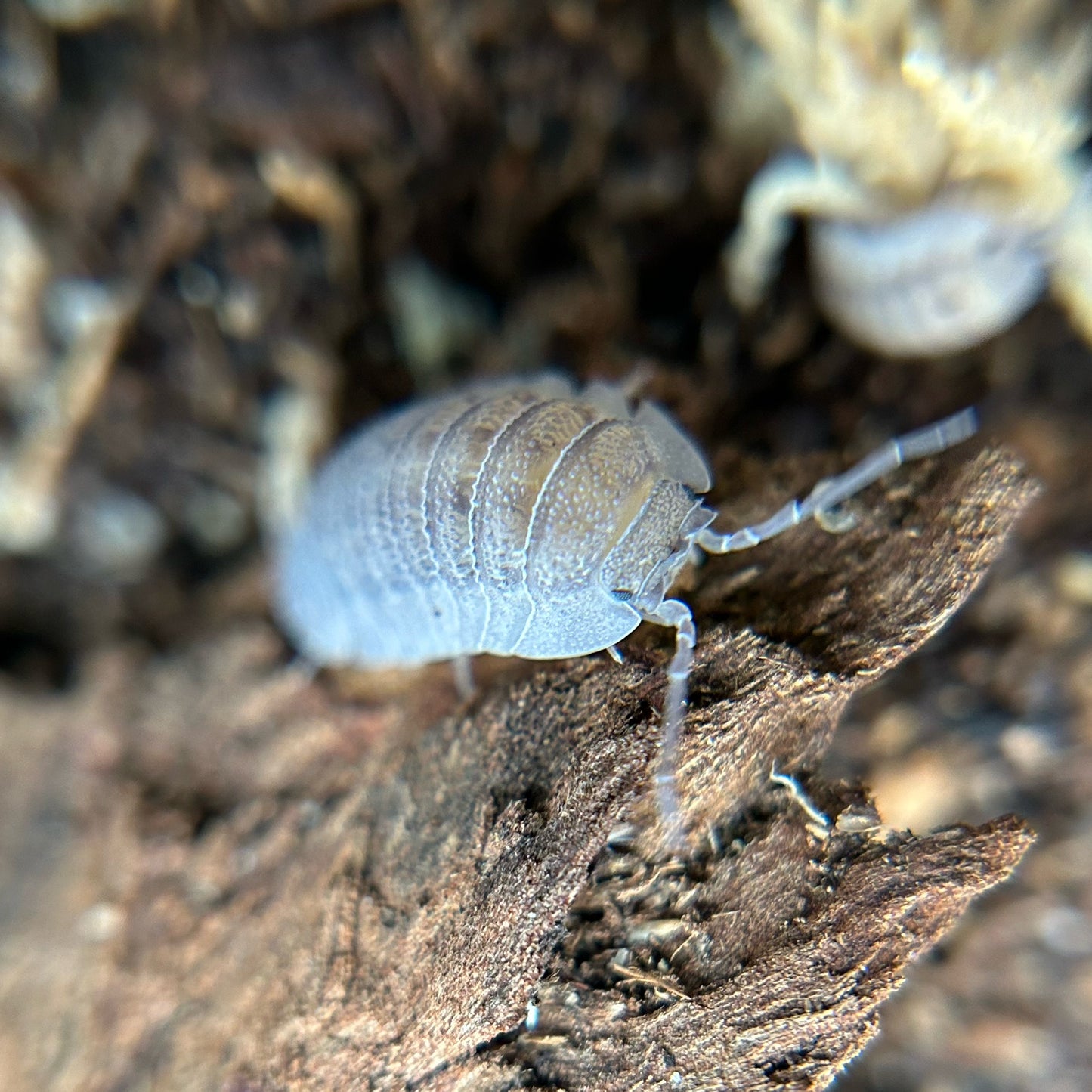 Armadillidium peraccae