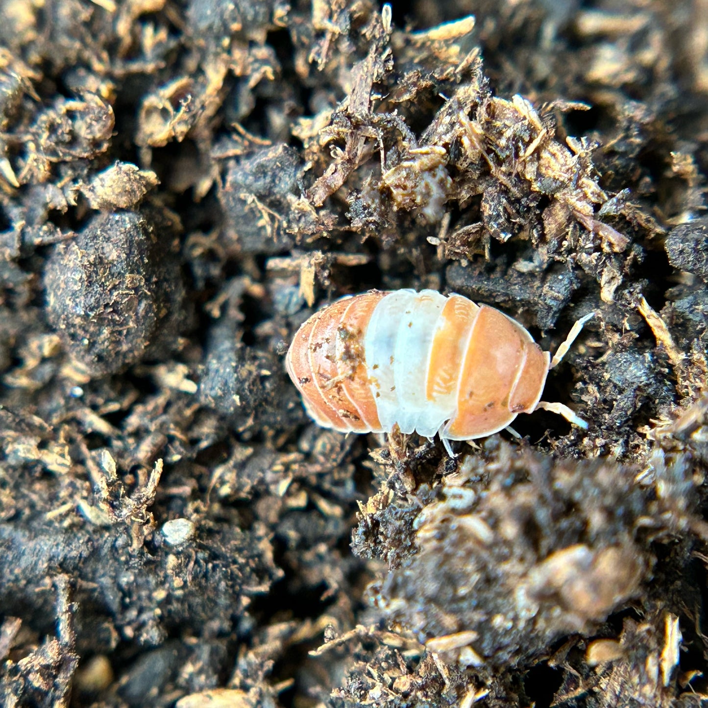 Cubaris sp. red panda king