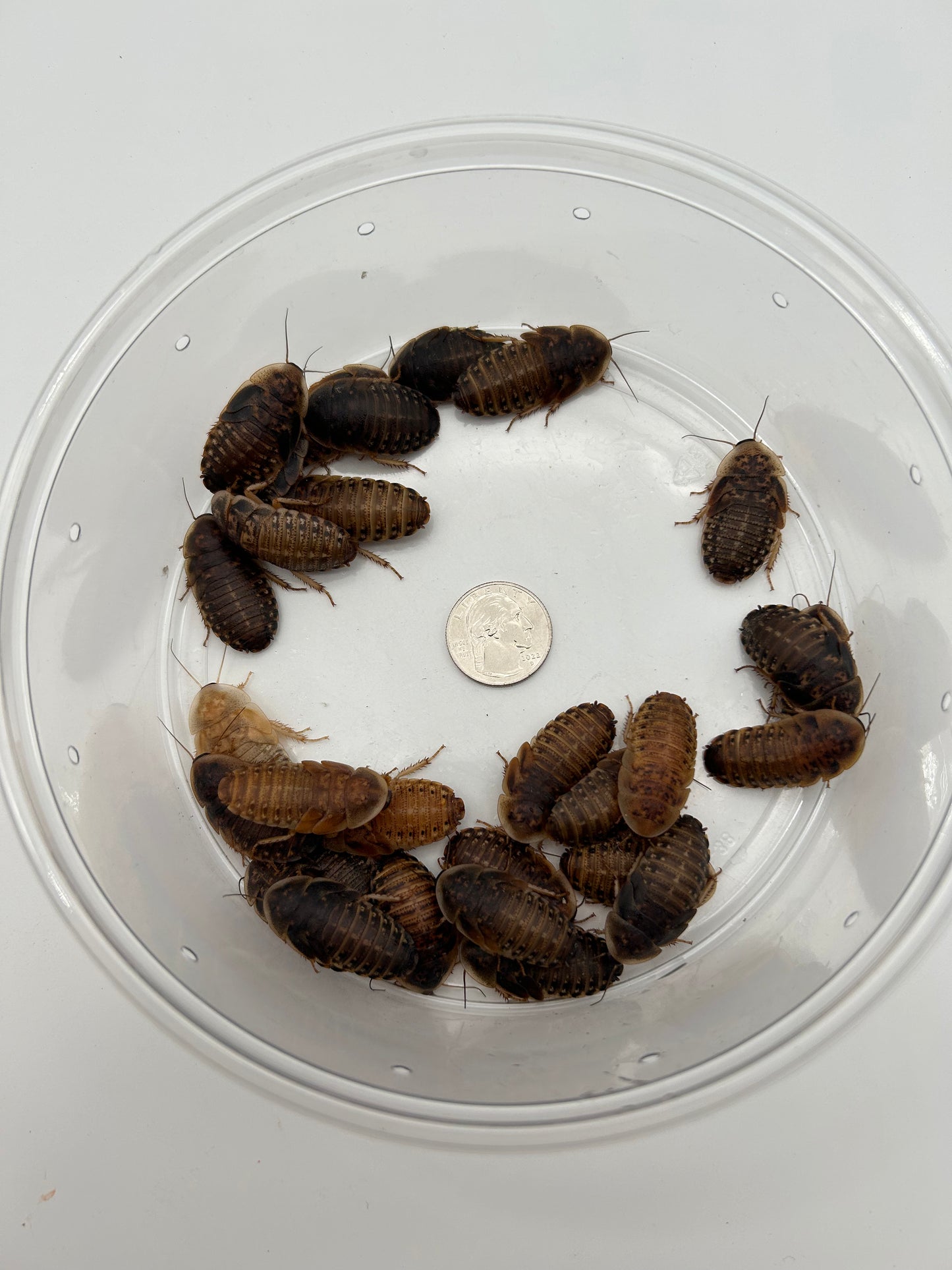 Extra Large Dubia Roach