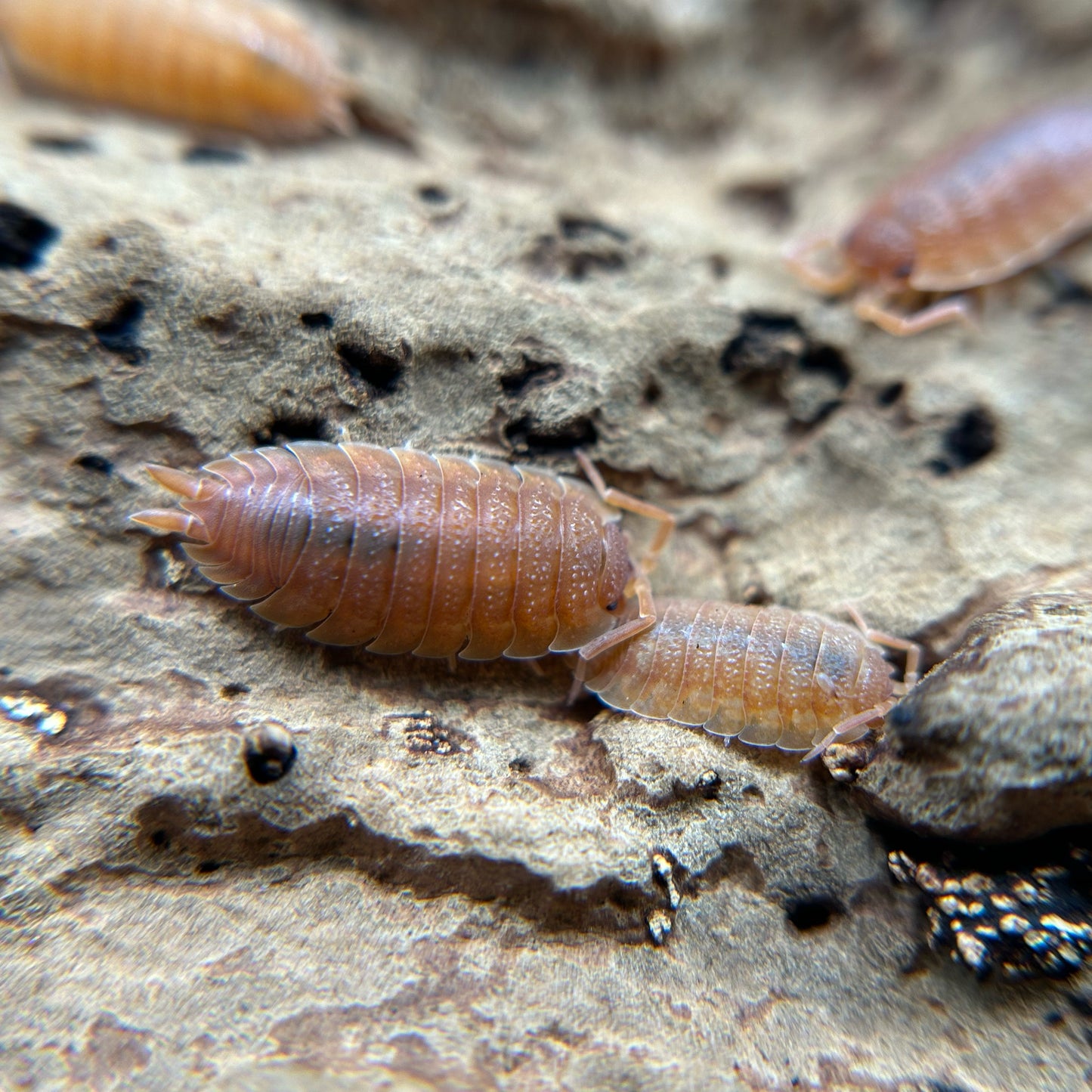 Porcellio scaber (orange)