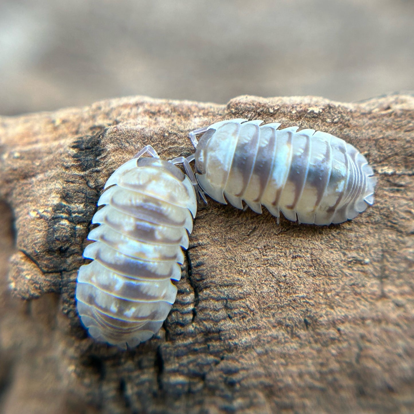 Armadillidium espanyoli (marbleized)