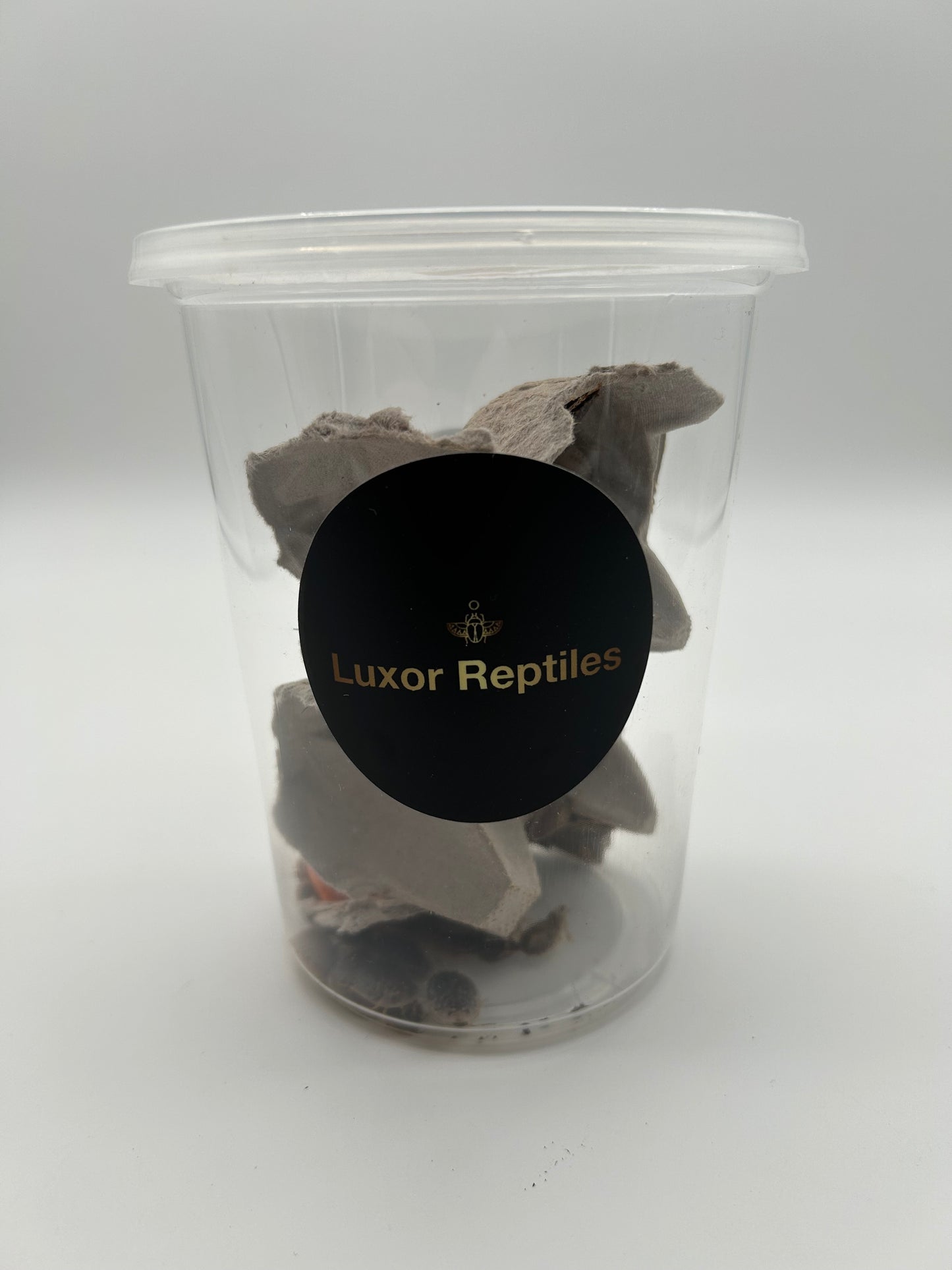 Medium Dubia Roaches
