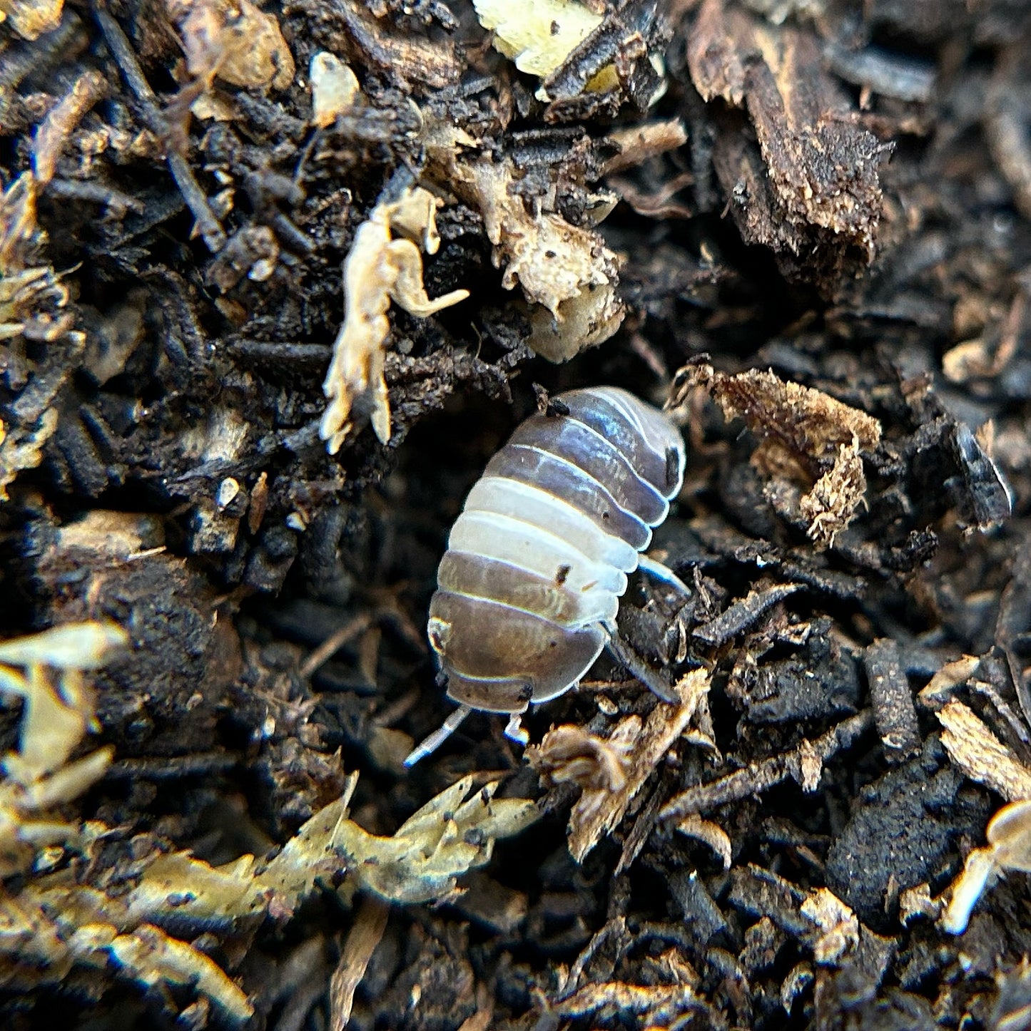 Cubaris sp. Panda King