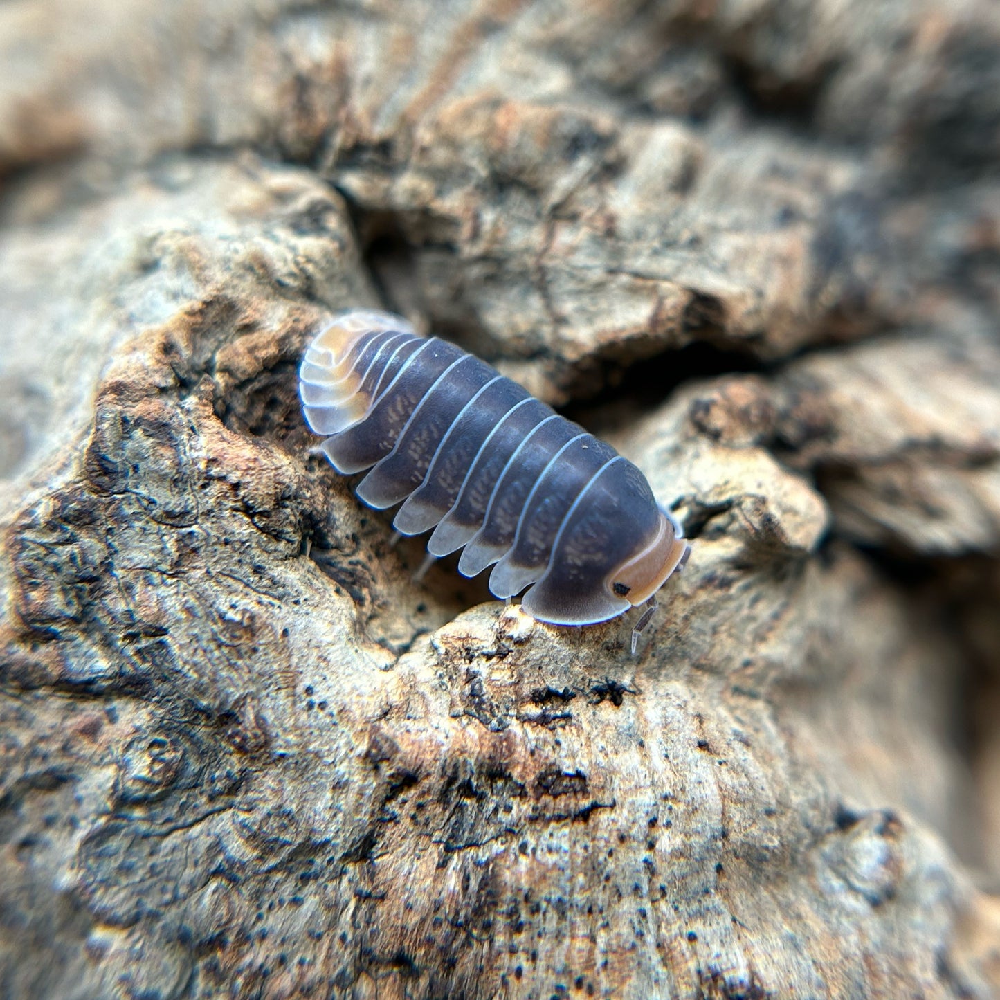 Cubaris sp. Pak Chong