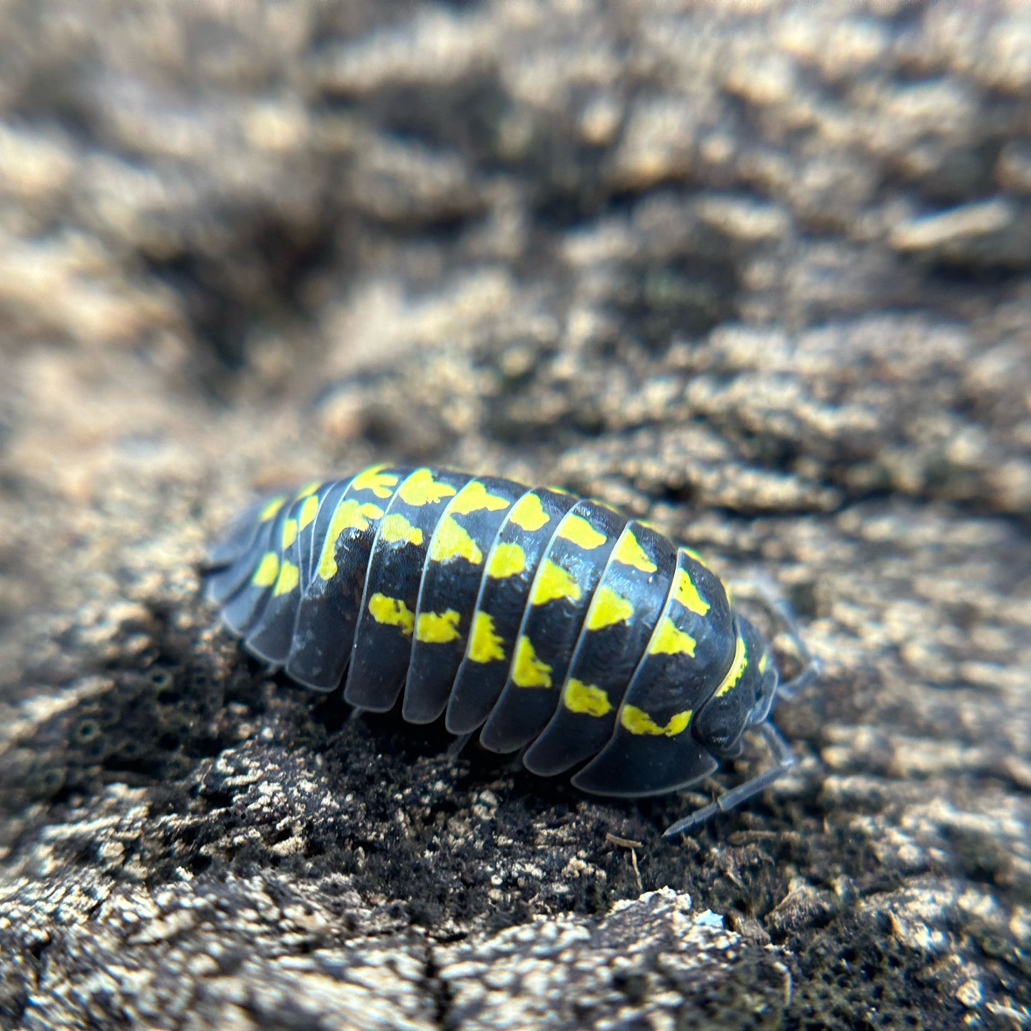 Armadillidium gestroi