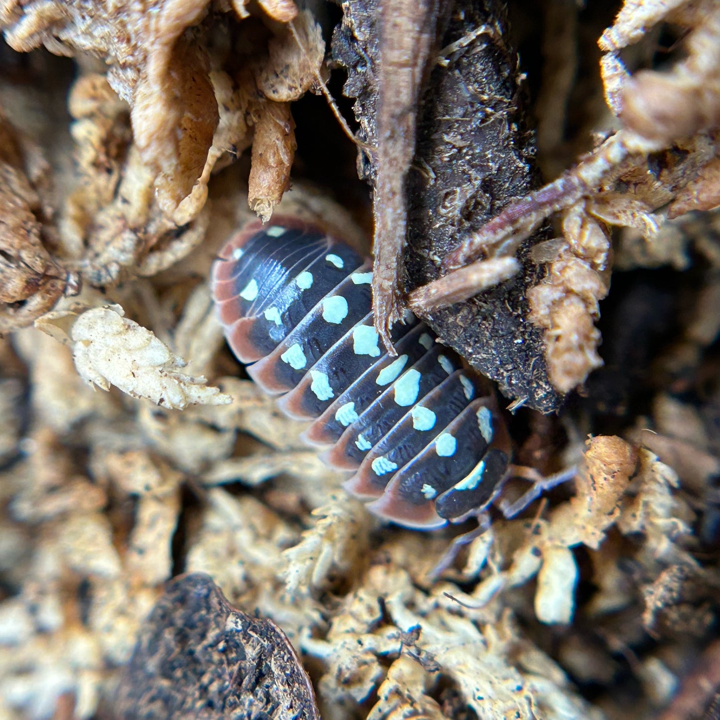 Armadillidium klugii (dubrovnik)