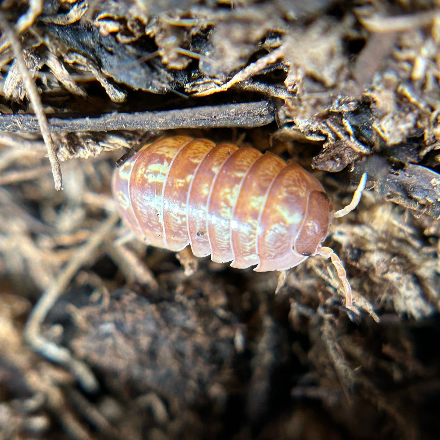 Armadillidium vulgare (orange vigor)